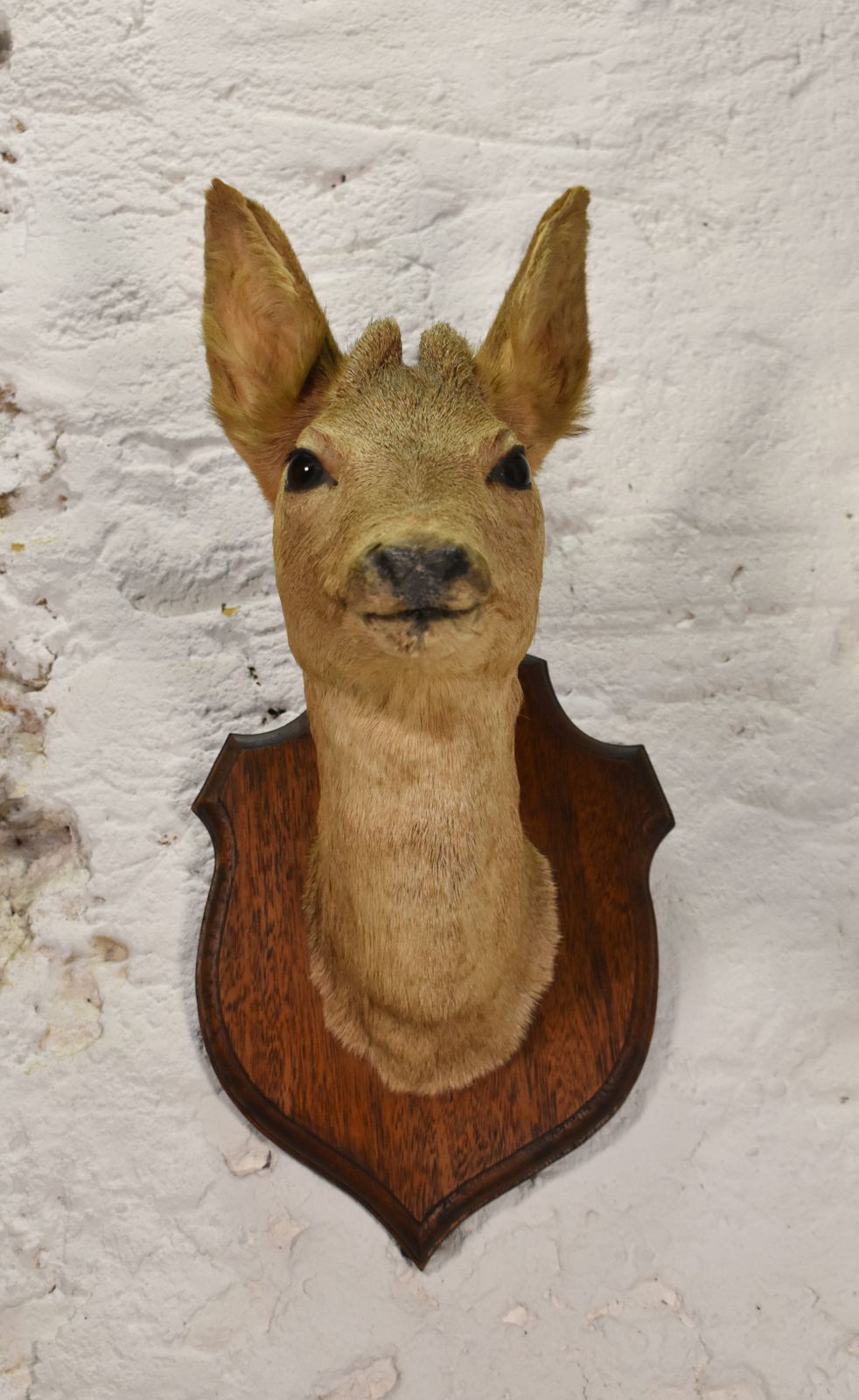 Antique Mounted Taxidermy Roebuck Deer Head photo Home Decor