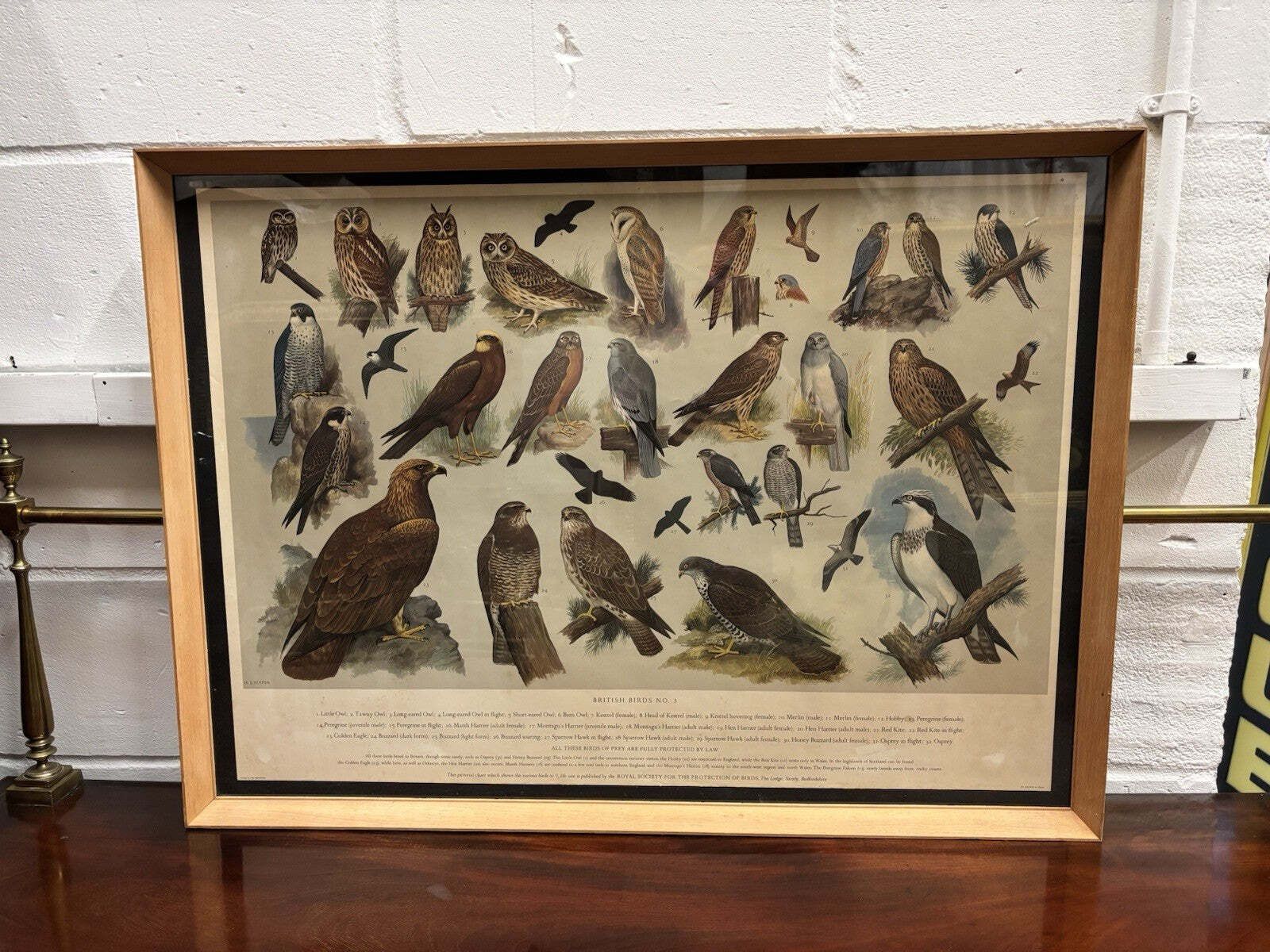 4 Huge 1950's Framed Classroom British Birds Prints. Very Colourful photo Art