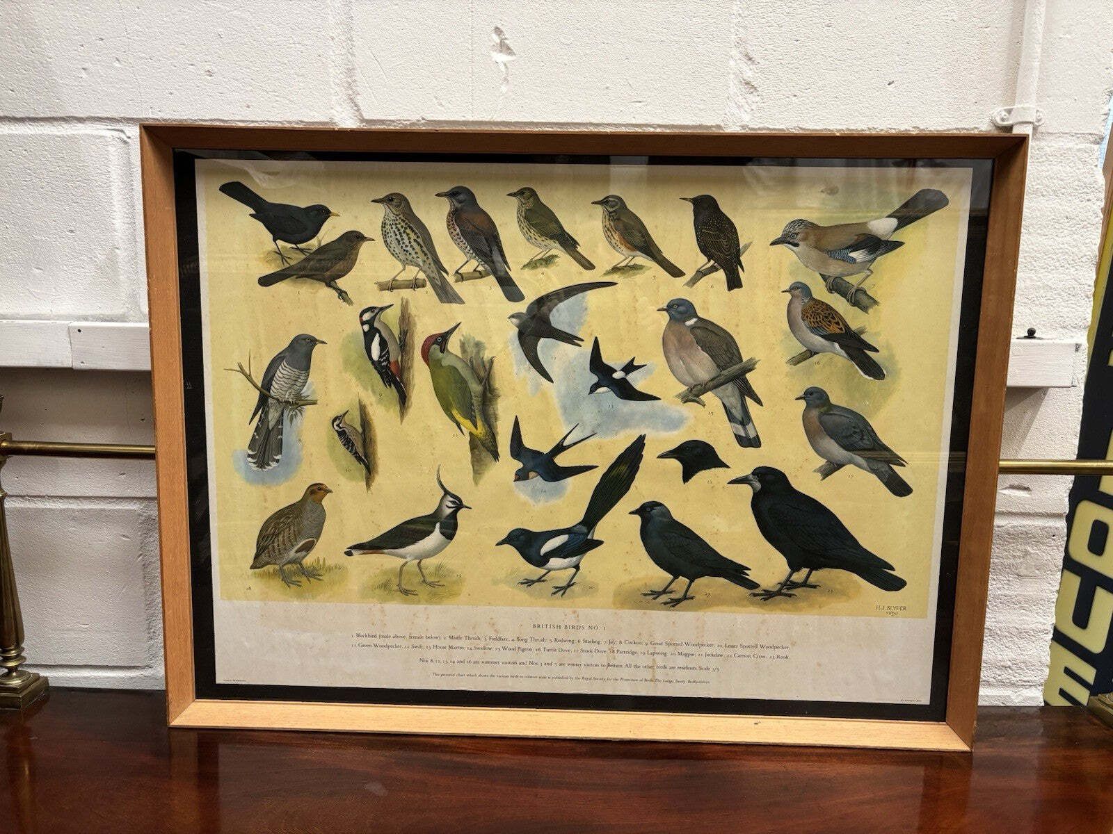 4 Huge 1950's Framed Classroom British Birds Prints. Very Colourful photo 505.0