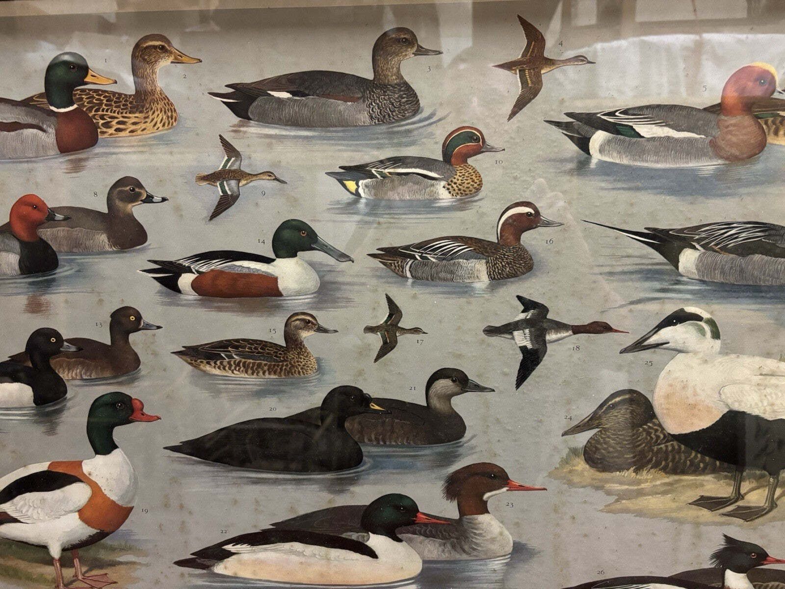 4 Huge 1950's Framed Classroom British Birds Prints. Very Colourful photo buy