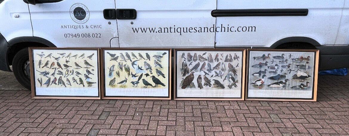photo for sale 4 Huge 1950's Framed Classroom British Birds Prints. Very Colourful