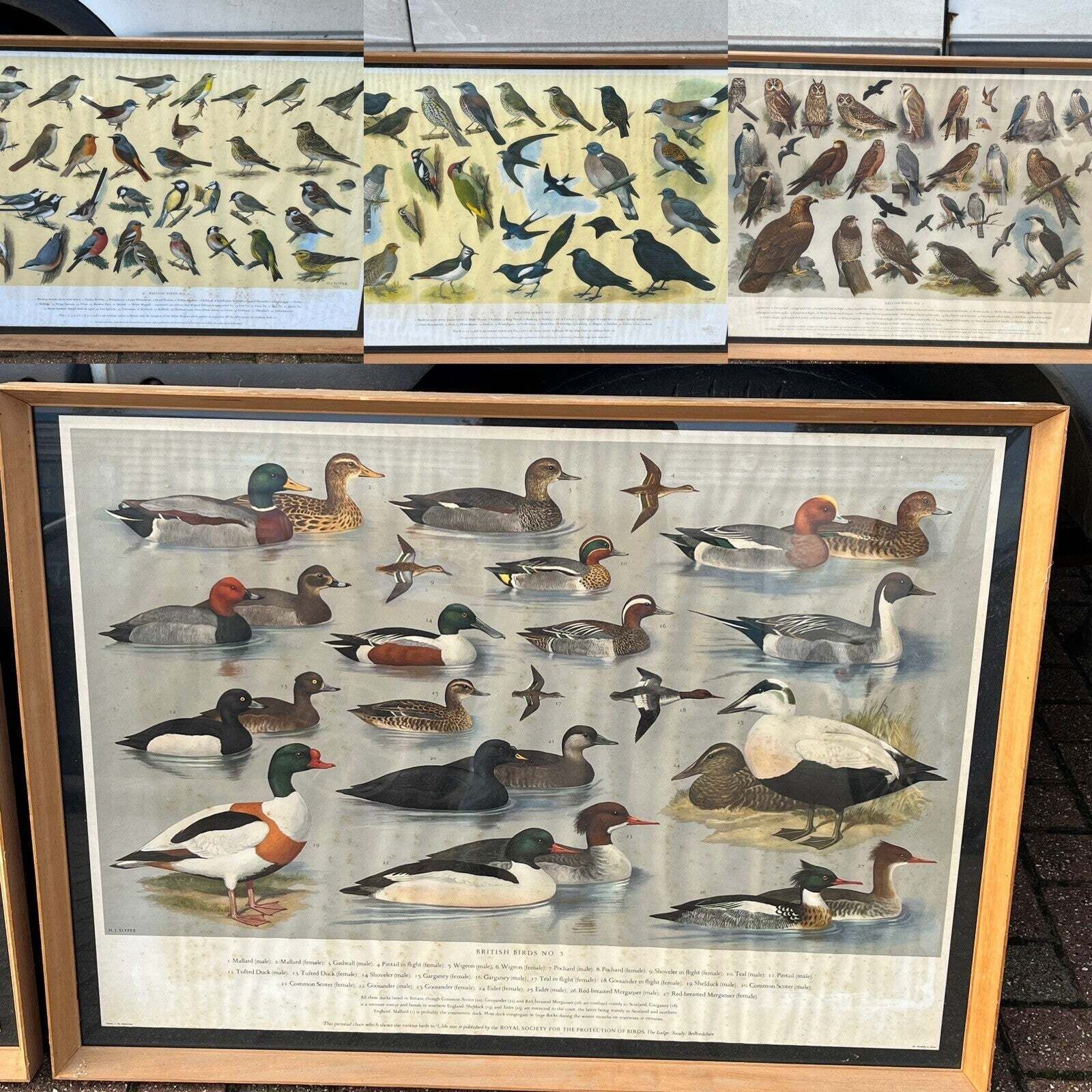 Art 4 Huge 1950's Framed Classroom British Birds Prints. Very Colourful photo
