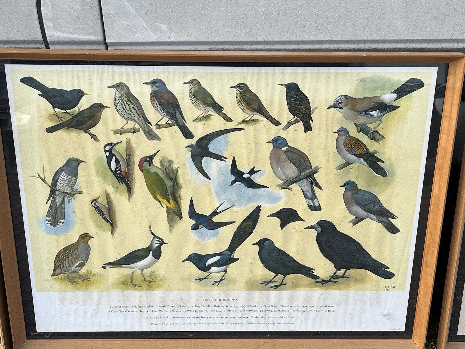 photo vintage 4 Huge 1950's Framed Classroom British Birds Prints. Very Colourful