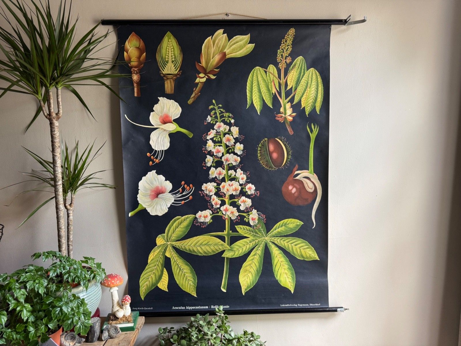 Vintage Horse Chestnut Tree School Chart Jung Koch Quentell Botanical Conkers