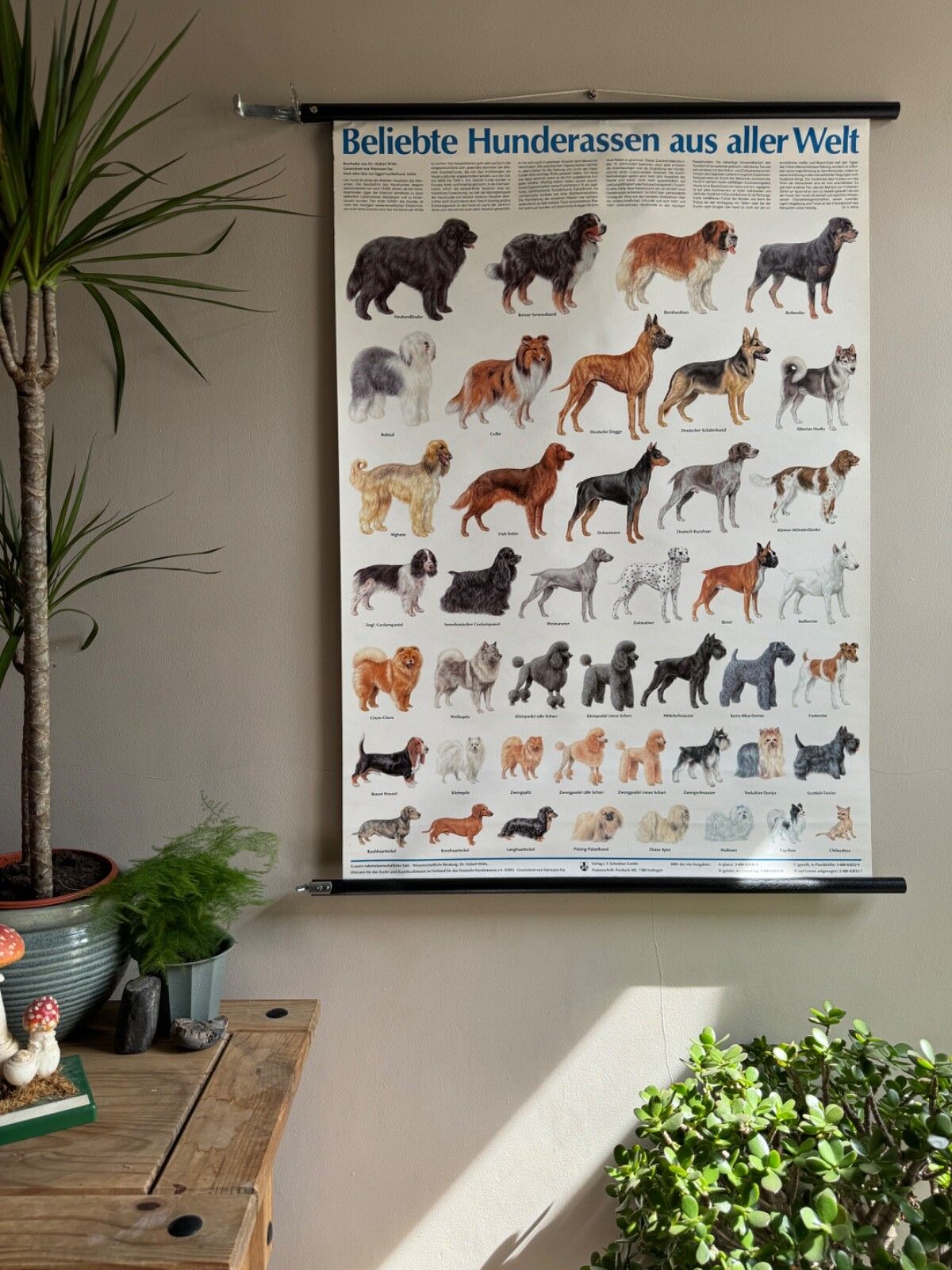 Vintage Popular Dog Breeds From Around The World School Chart Canines Hounds