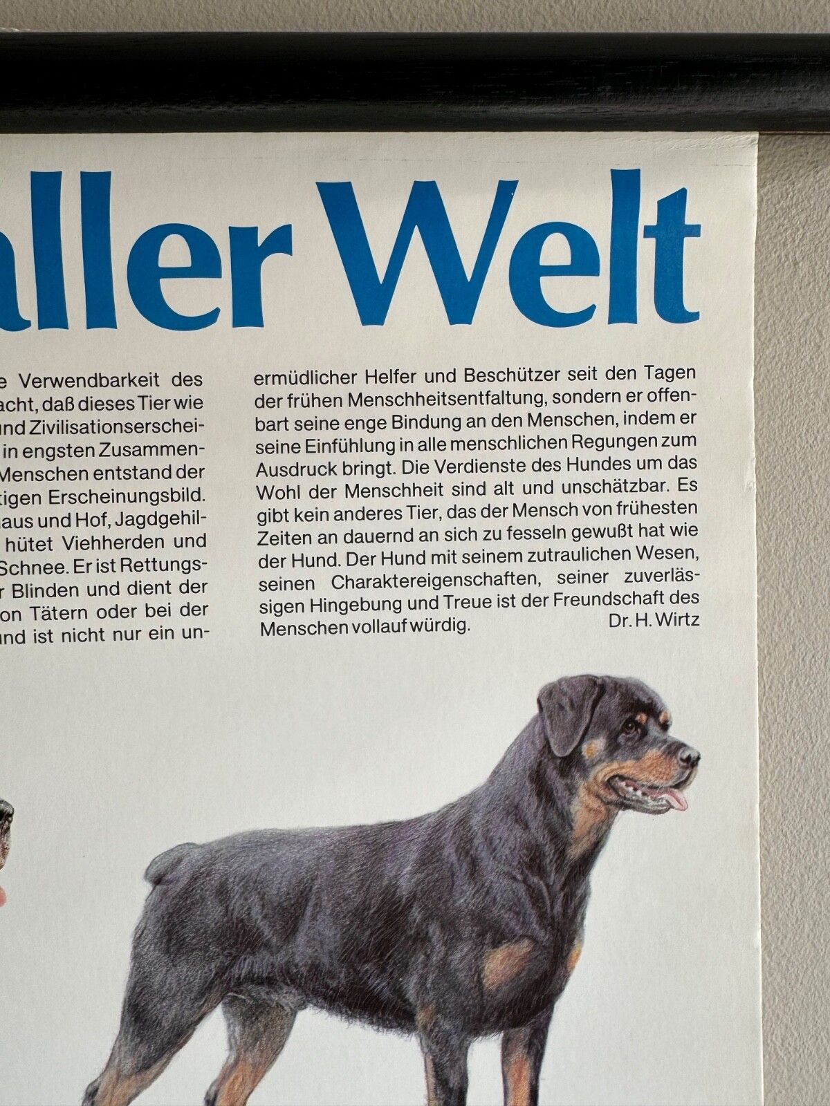 Vintage Popular Dog Breeds From Around The World School Chart Canines Hounds photo vintage