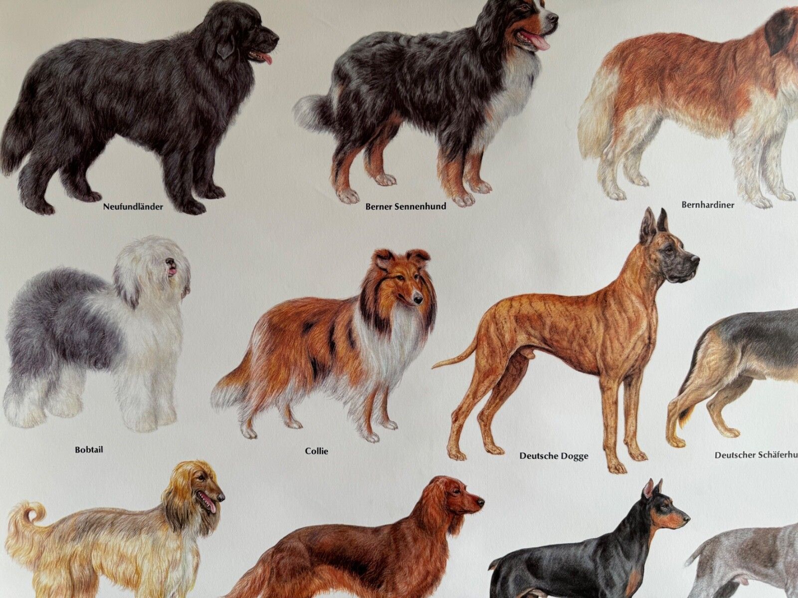 photo for sale Vintage Popular Dog Breeds From Around The World School Chart Canines Hounds