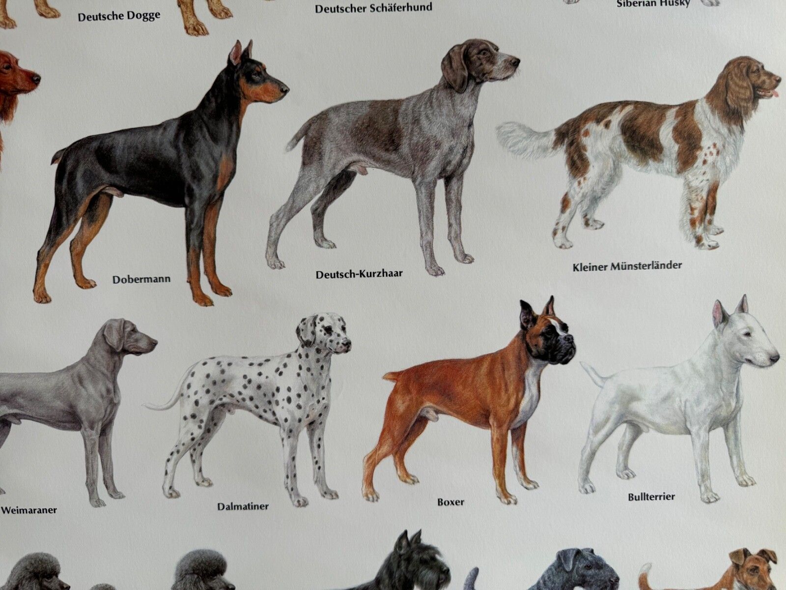 141.0 Vintage Popular Dog Breeds From Around The World School Chart Canines Hounds photo
