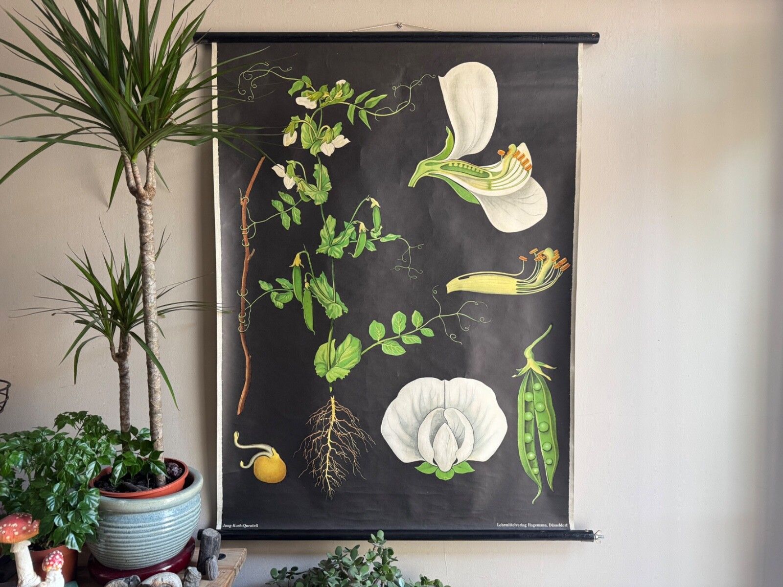 Vintage Educational School Chart Of Pea  By Jung Koch Quentell Botanical Legumes