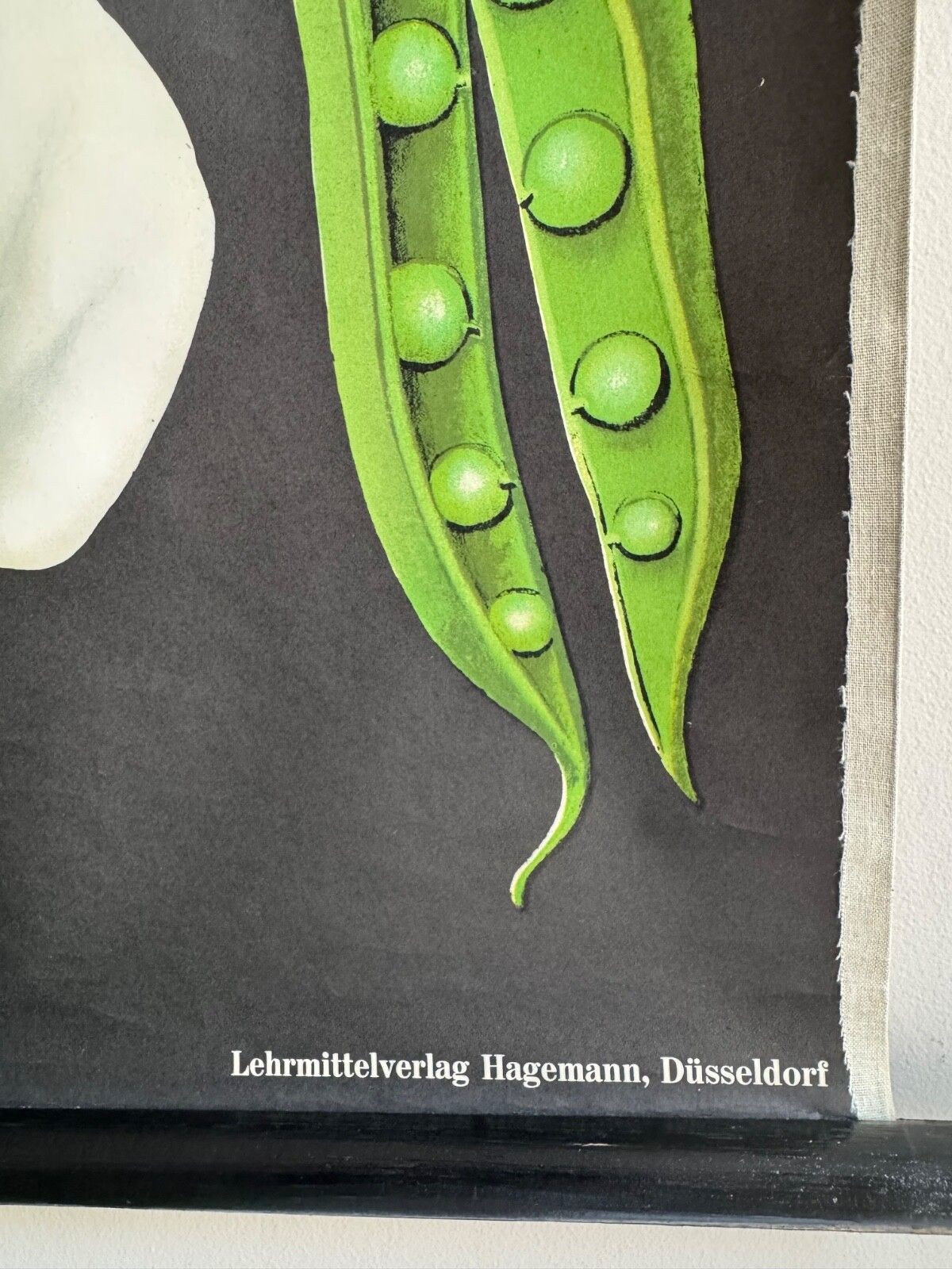 Vintage Educational School Chart Of Pea  By Jung Koch Quentell Botanical Legumes photo 177.0