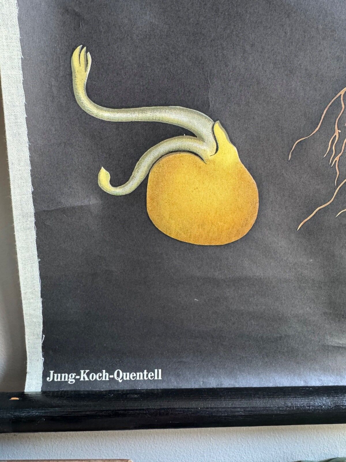 Vintage Educational School Chart Of Pea  By Jung Koch Quentell Botanical Legumes photo vinterior
