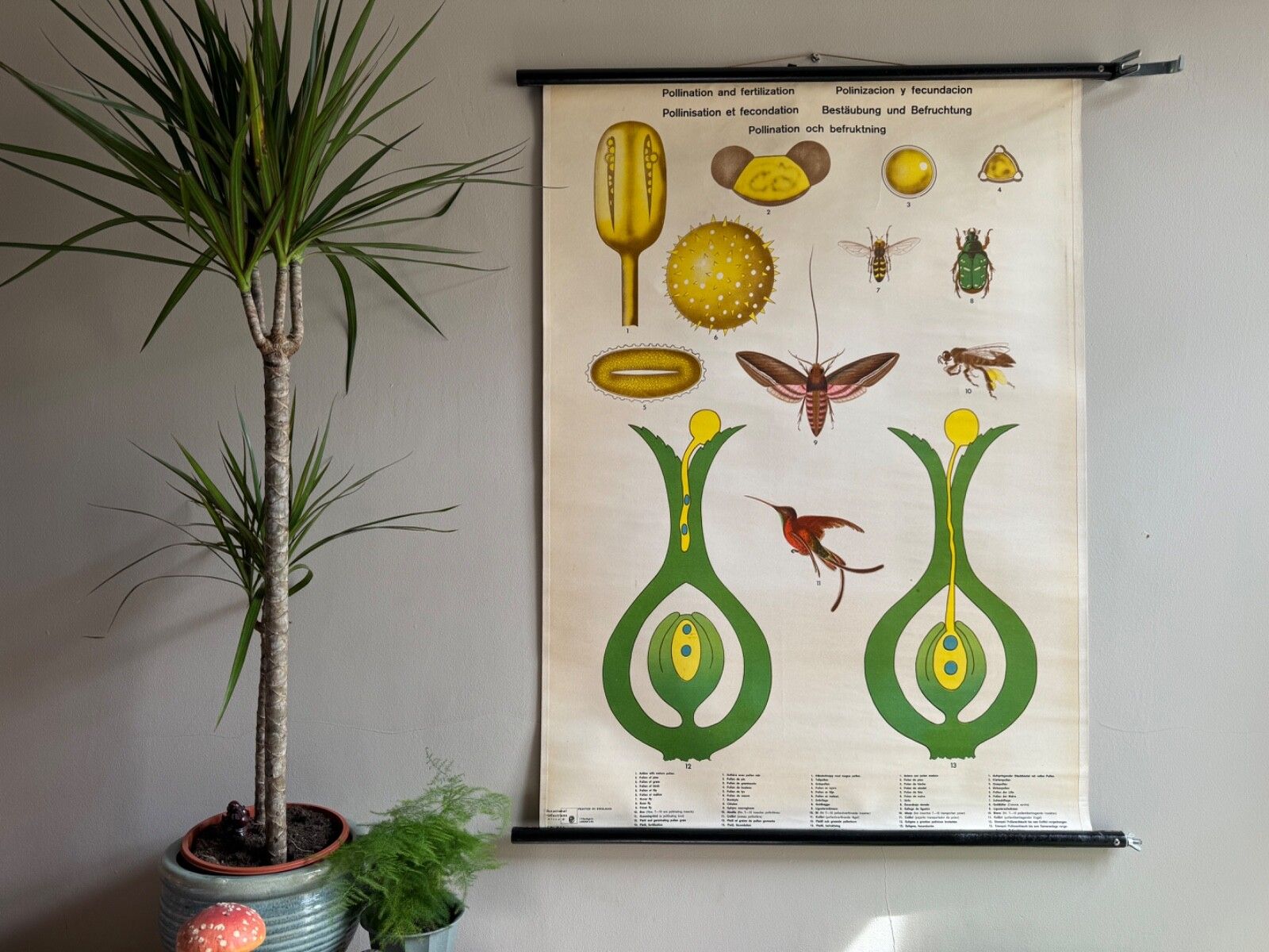 Vintage Botanical School Chart Of The Life Of Plants Series Pollination