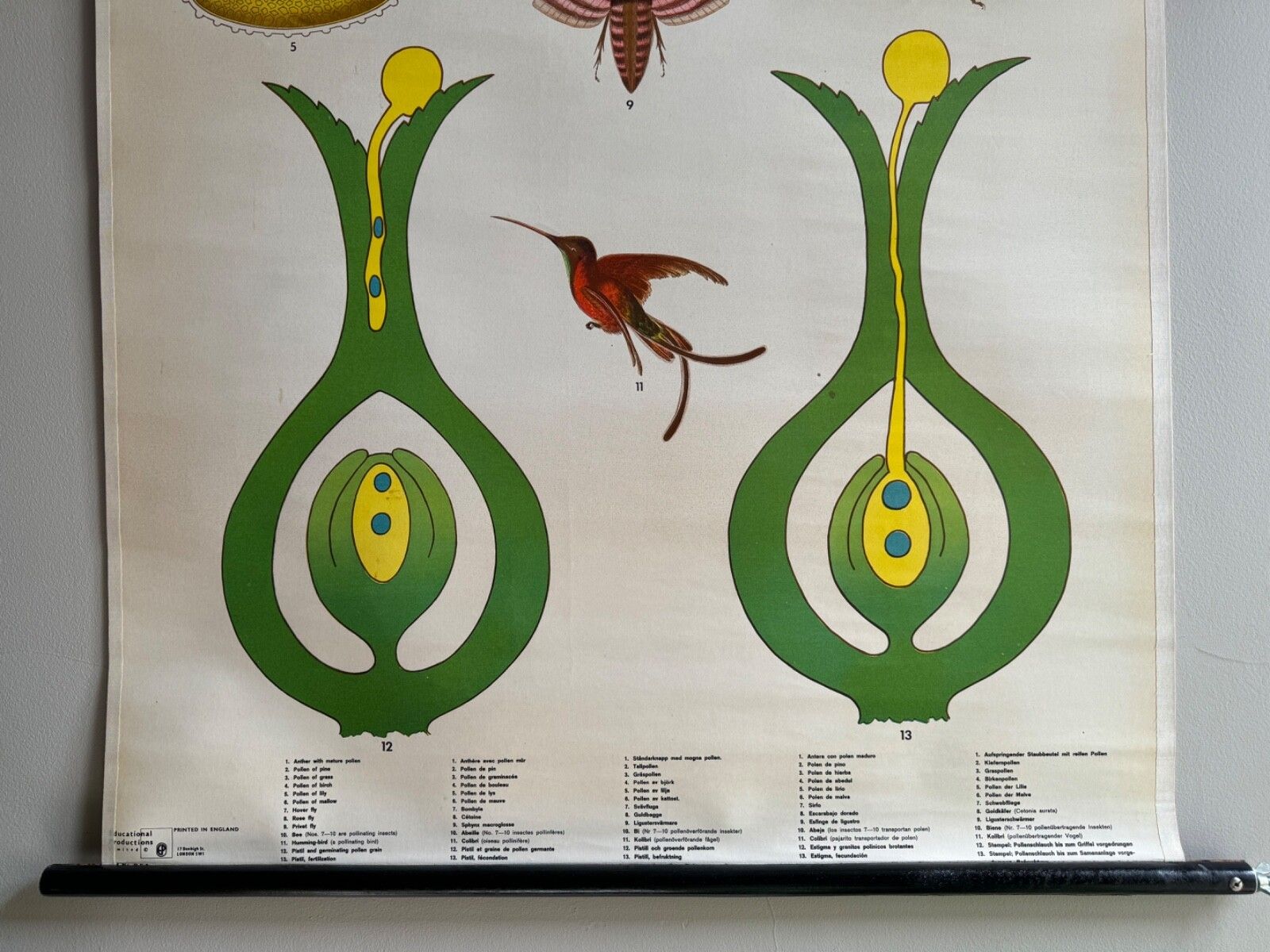 Vintage Botanical School Chart Of The Life Of Plants Series Pollination photo Art