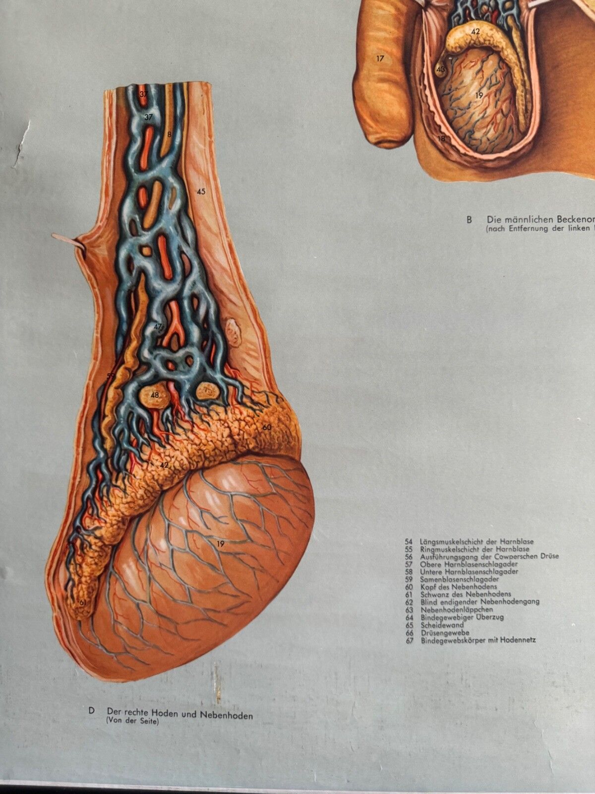 Vintage Male Reproductive Anatomy Roll Down School Chart Educational Biology photo buy