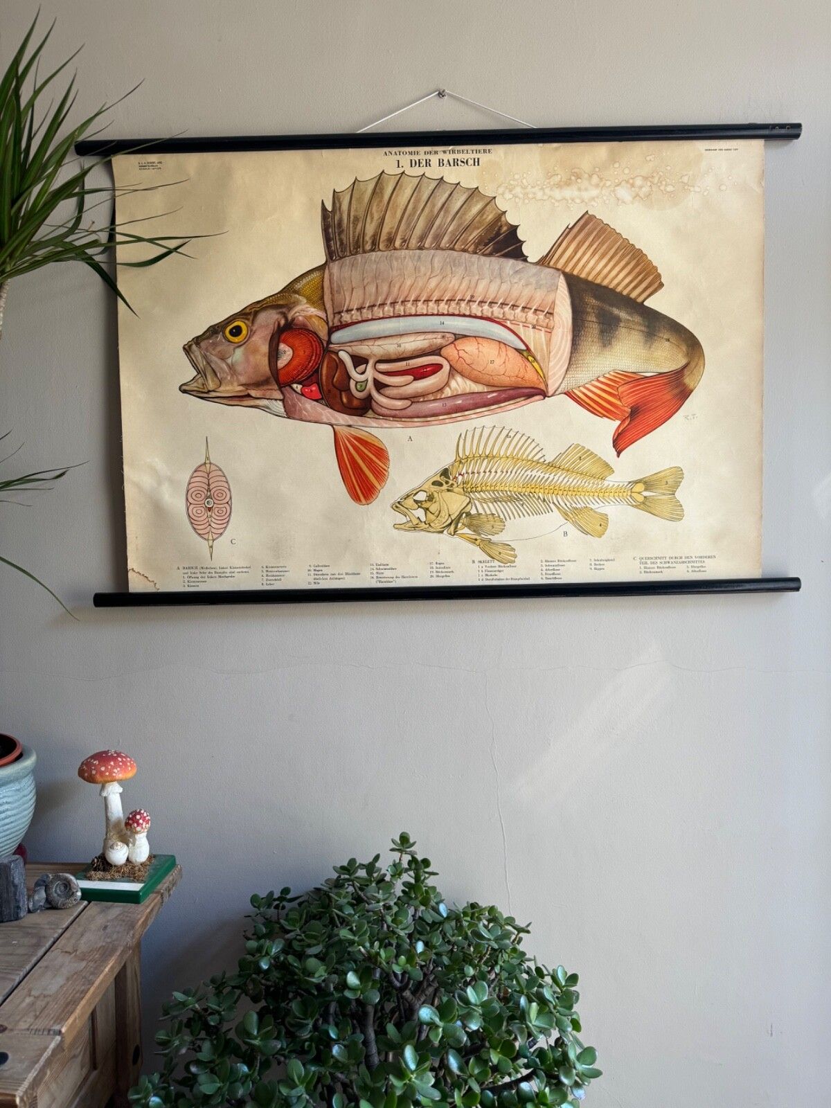 Vintage Swedish School Chart Of Fish Anatomy 1960's Pull Down Wall Chart Perch photo furniture