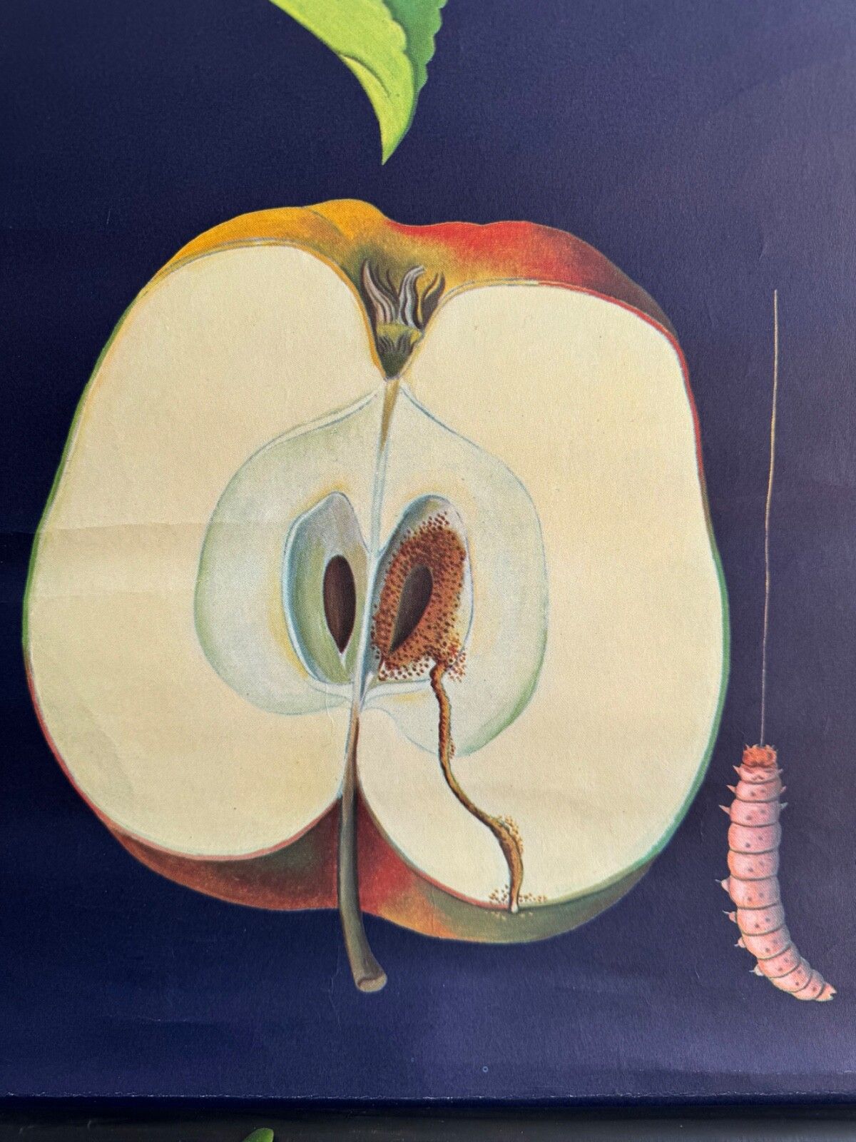 Vintage Educational School Chart Of Apple By Jung Koch Quentell Botanical Fruit photo buy