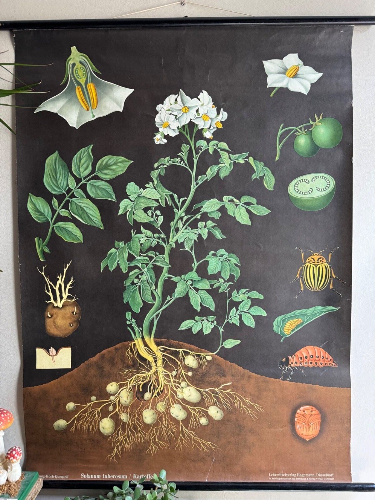 Vintage Potato School Chart Jung Koch Quentell Poster Botanical Educational photo furniture