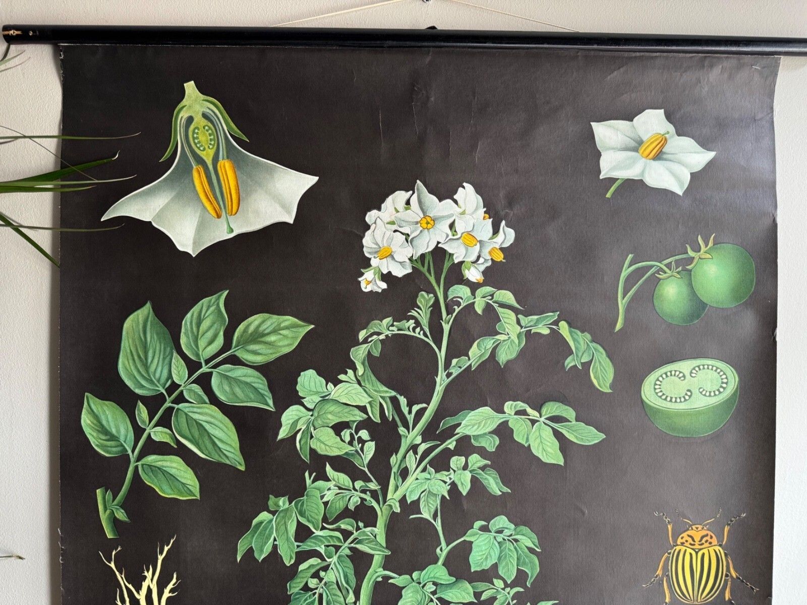Vintage Potato School Chart Jung Koch Quentell Poster Botanical Educational photo for sale