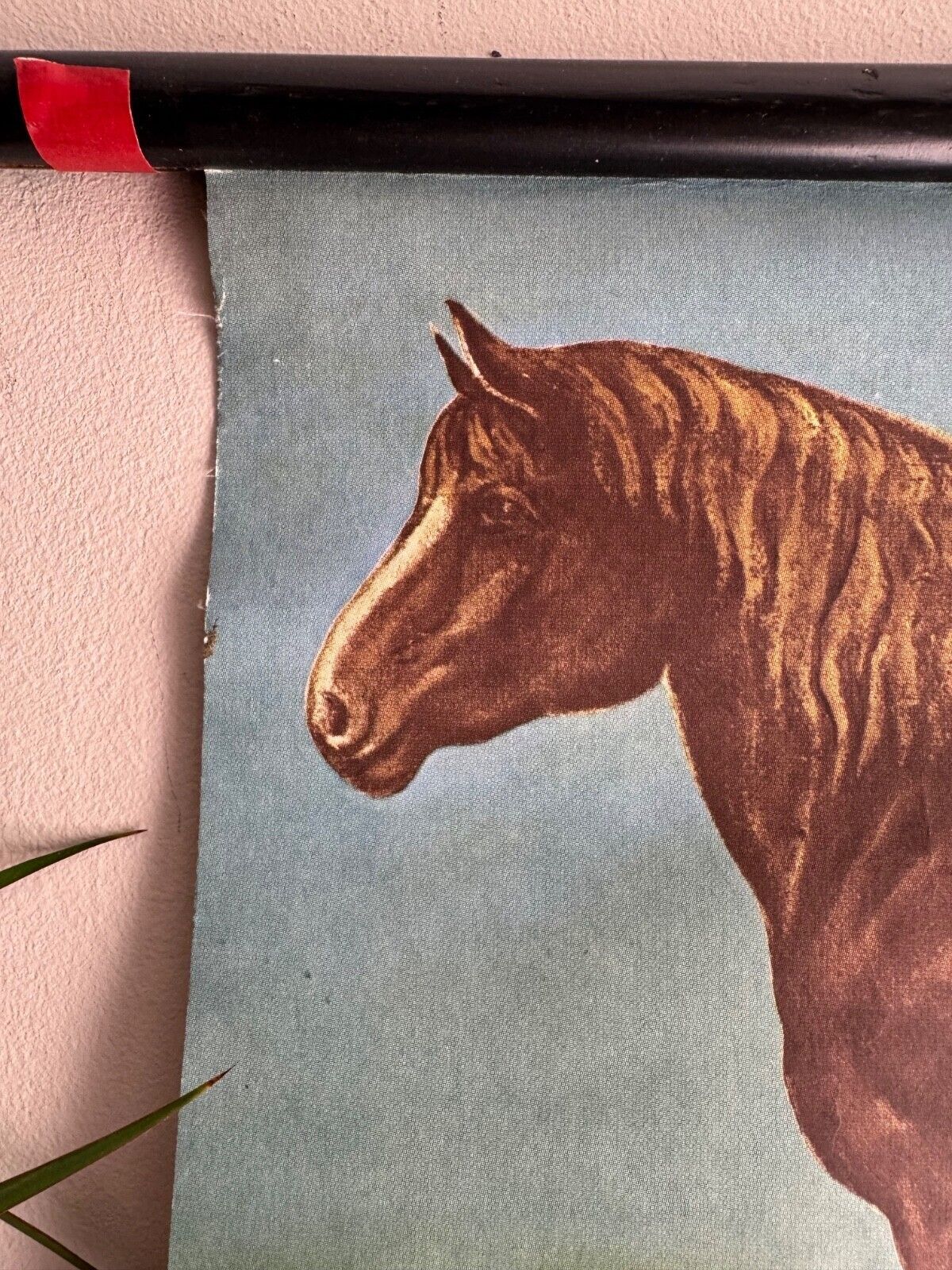 Art Vintage Horses School Chart By Jung Koch Quentell Poster Equine Anatomy. photo