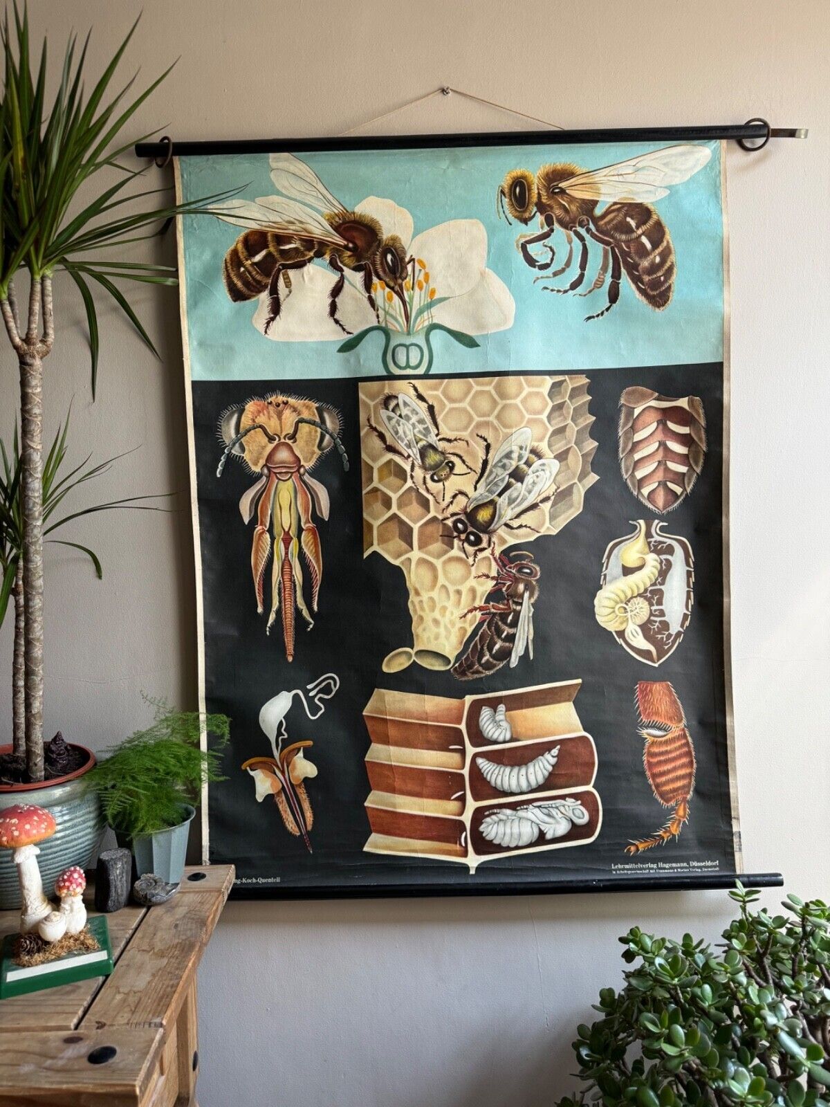 Vintage Honey Bee School Chart Jung Koch Quentell Educational. Anatomy Zoology
