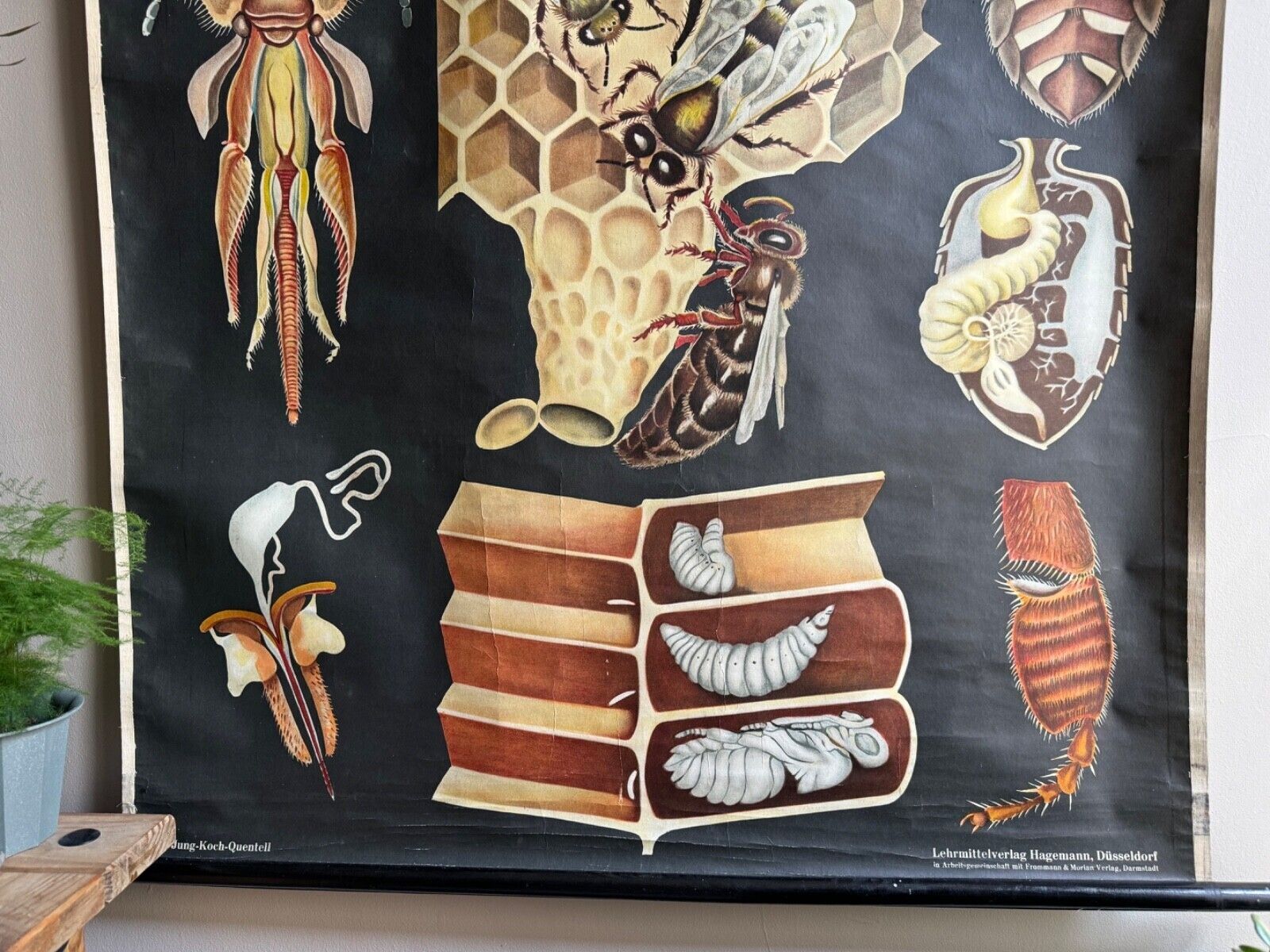 Vintage Honey Bee School Chart Jung Koch Quentell Educational. Anatomy Zoology photo 177.0