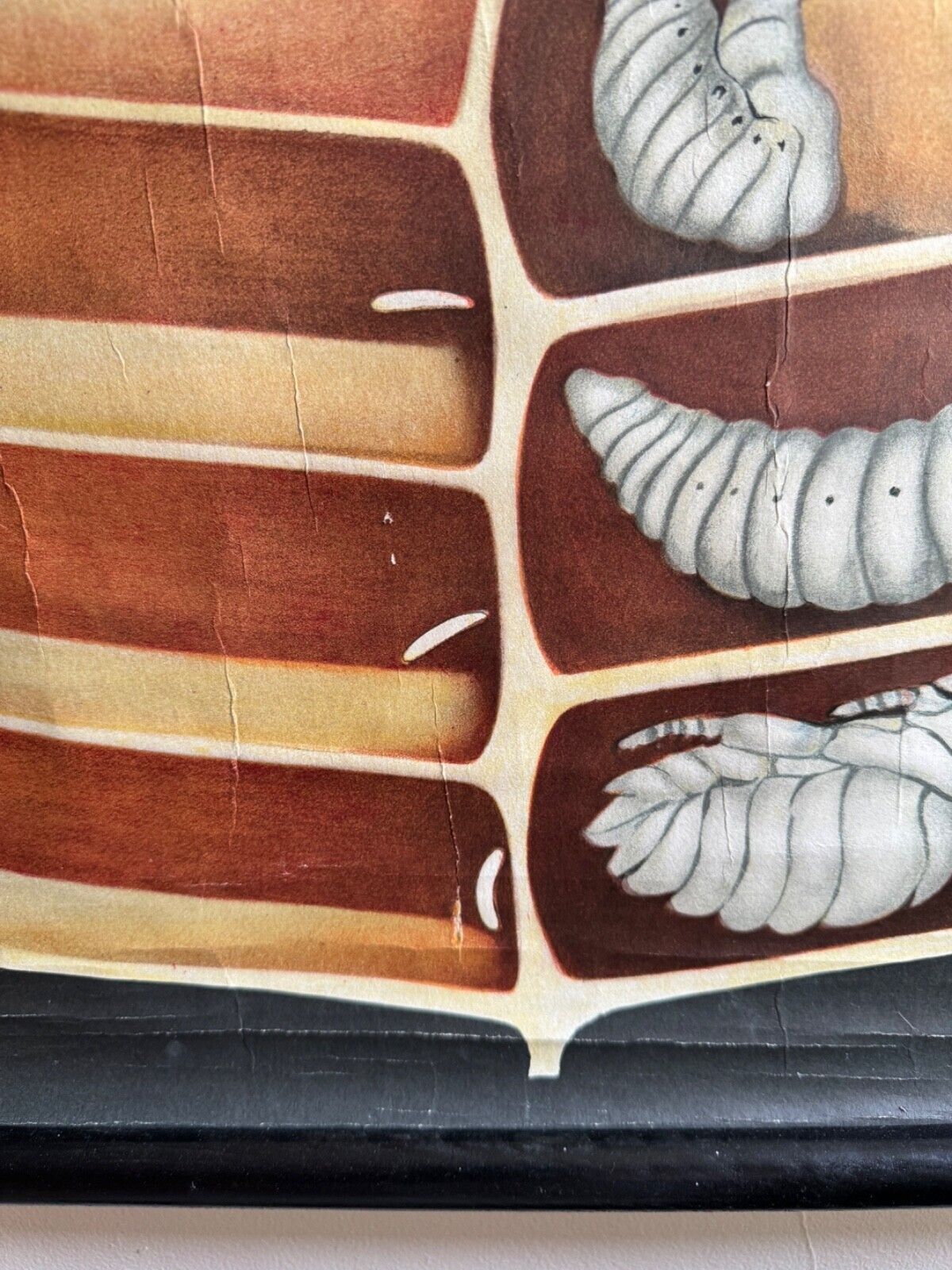 Vintage Honey Bee School Chart Jung Koch Quentell Educational. Anatomy Zoology photo vintage