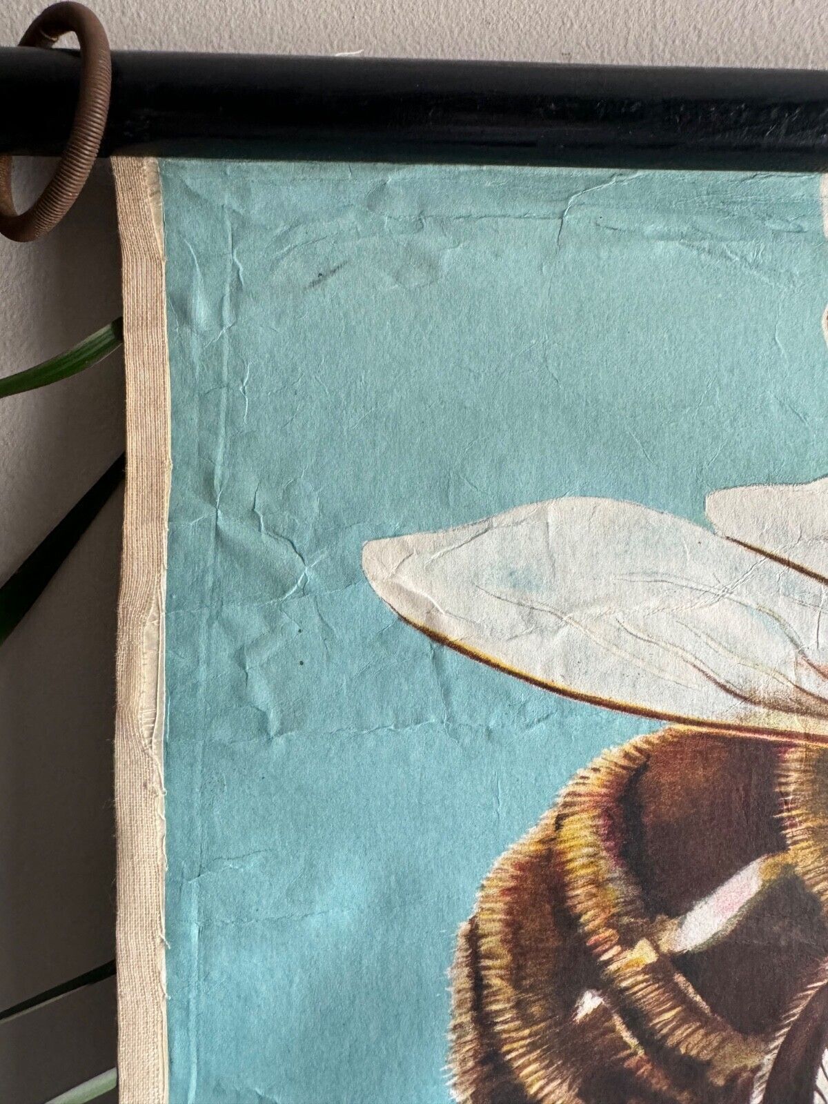 Art Vintage Honey Bee School Chart Jung Koch Quentell Educational. Anatomy Zoology photo