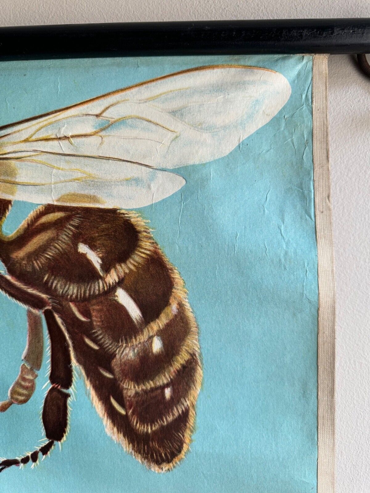 177.0 Vintage Honey Bee School Chart Jung Koch Quentell Educational. Anatomy Zoology photo
