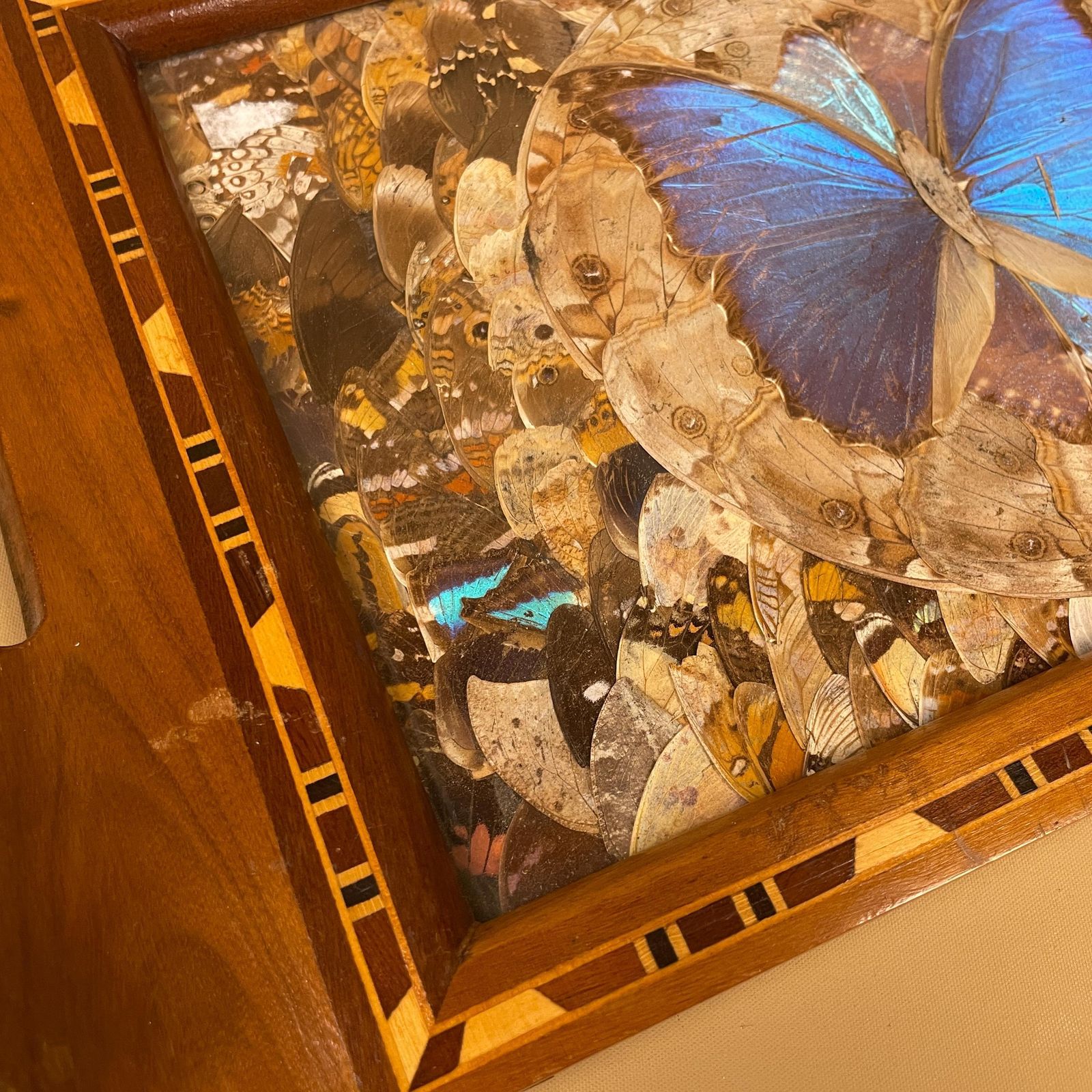 Vintage Wooden Tray Blue Butterfly Wings Rectangle Wood Marquetry Antique Taxidermy Assorted Butterflies Tea Tray Decorative Serving photo Home Decor