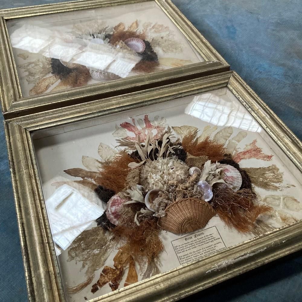 Pair Of Seaweed Dioramas, 1800s photo vinterior