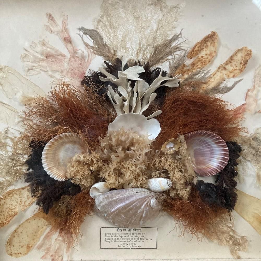 photo furniture Pair Of Seaweed Dioramas, 1800s