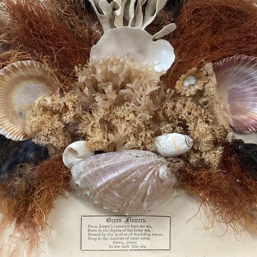 photo for sale Pair Of Seaweed Dioramas, 1800s