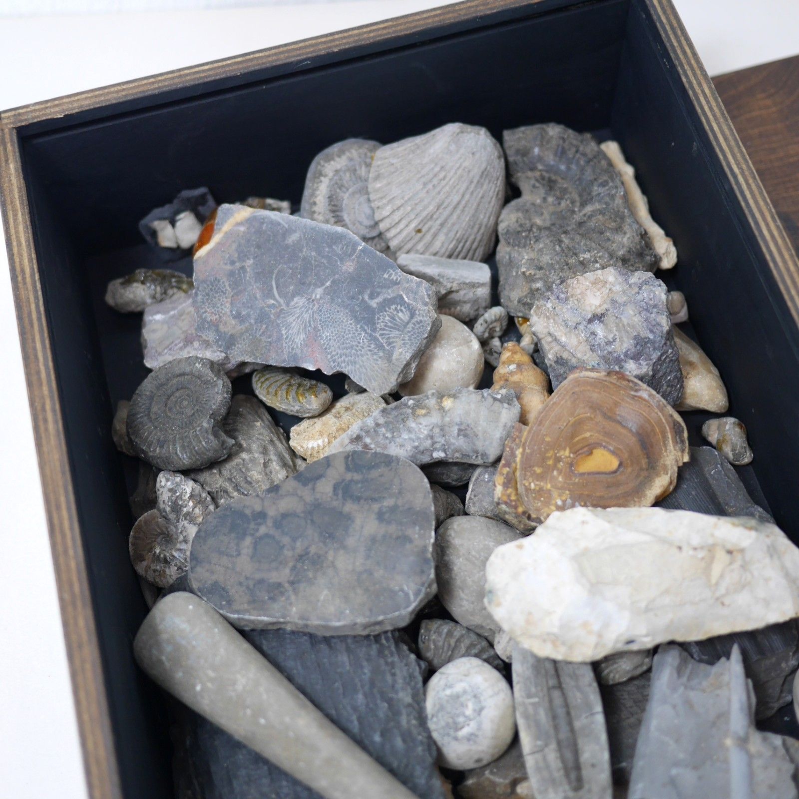 Vintage Collection Fossils Ammonite Petrified Wood Box Book #102947 photo buy