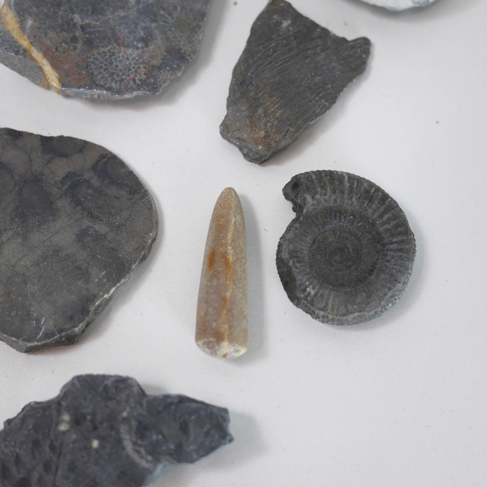 photo furniture Vintage Collection Fossils Ammonite Petrified Wood Box Book #102947
