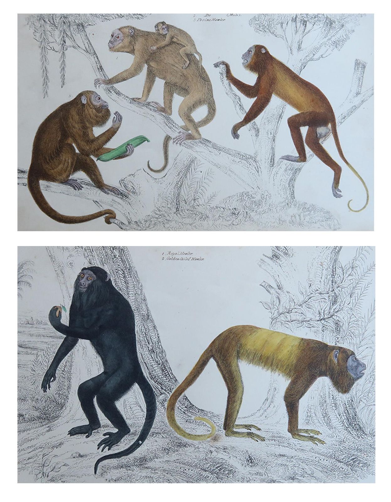 Original Antique Animal Prints, Monkeys, 1847 photo furniture