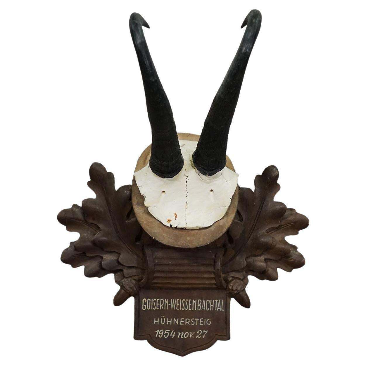 Large Chamois Trophy On Carved Plaque, Austria 1954