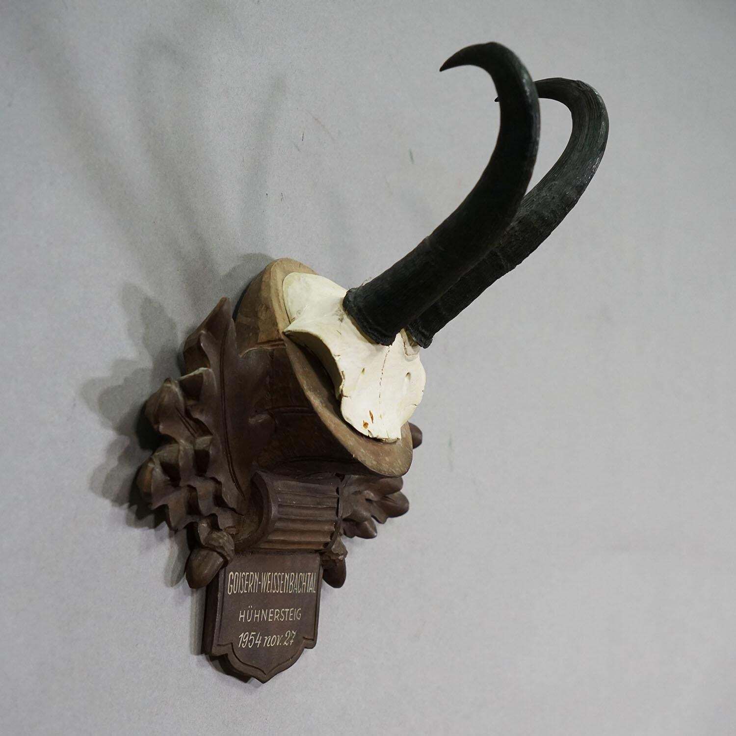 Large Chamois Trophy On Carved Plaque, Austria 1954 photo for sale