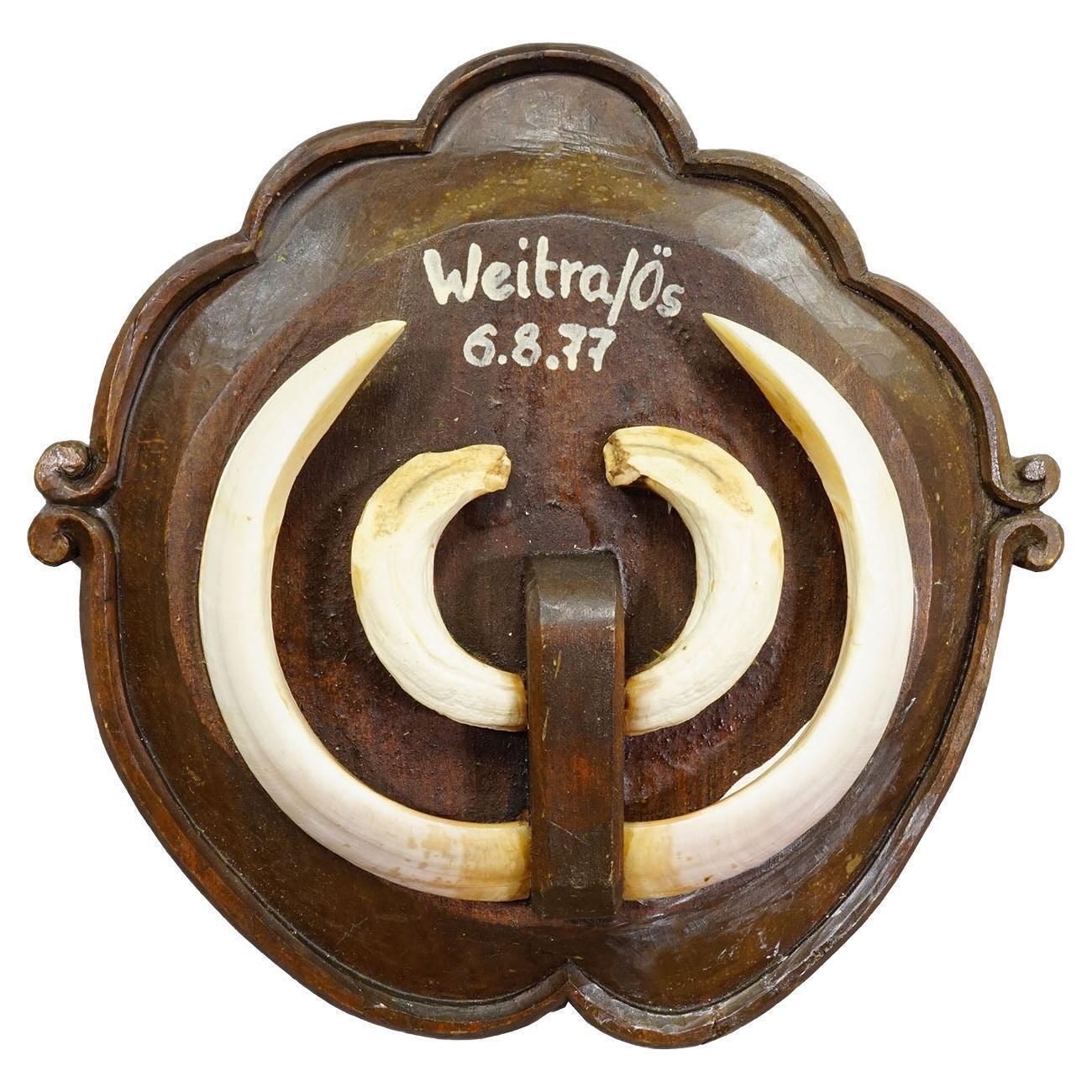 Vintage Wildezwijntanden Trofee Op Houten Plaquette, Oostenrijk 1977