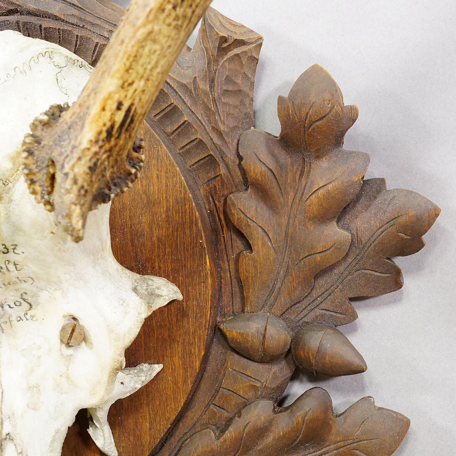 Large Black Forest Red Deer Trophy On Carved Plaque   Germany 1937 photo 809.0