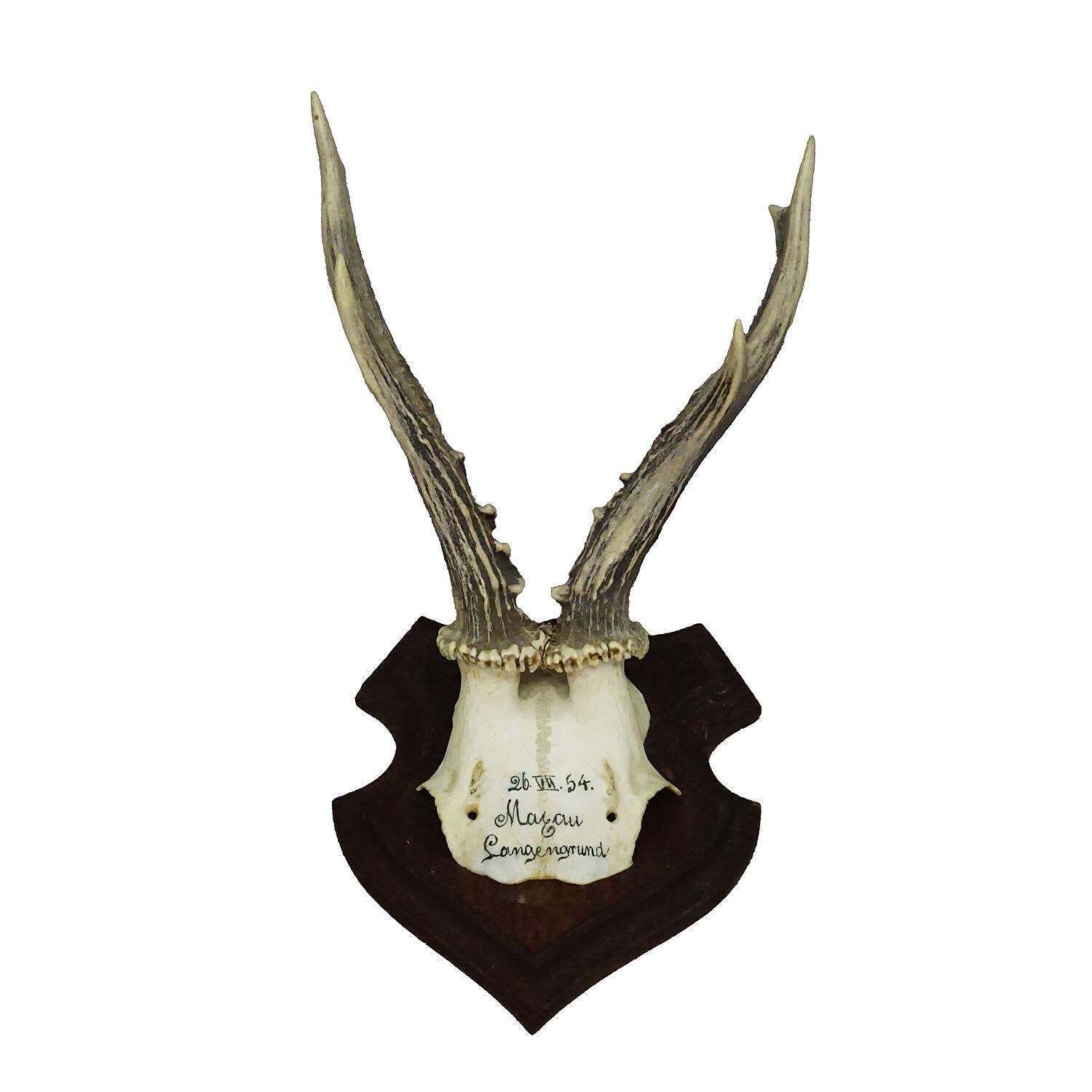 Black Forest Red Deer Trophy On Wooden Plaque 1954 photo 172.0
