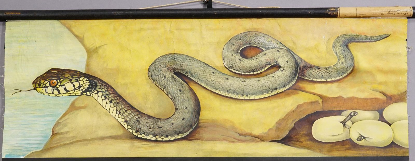 Vintage Rollable Wall Chart Poster Jung Koch Quentell Ring Snake Common Adder photo 286.0