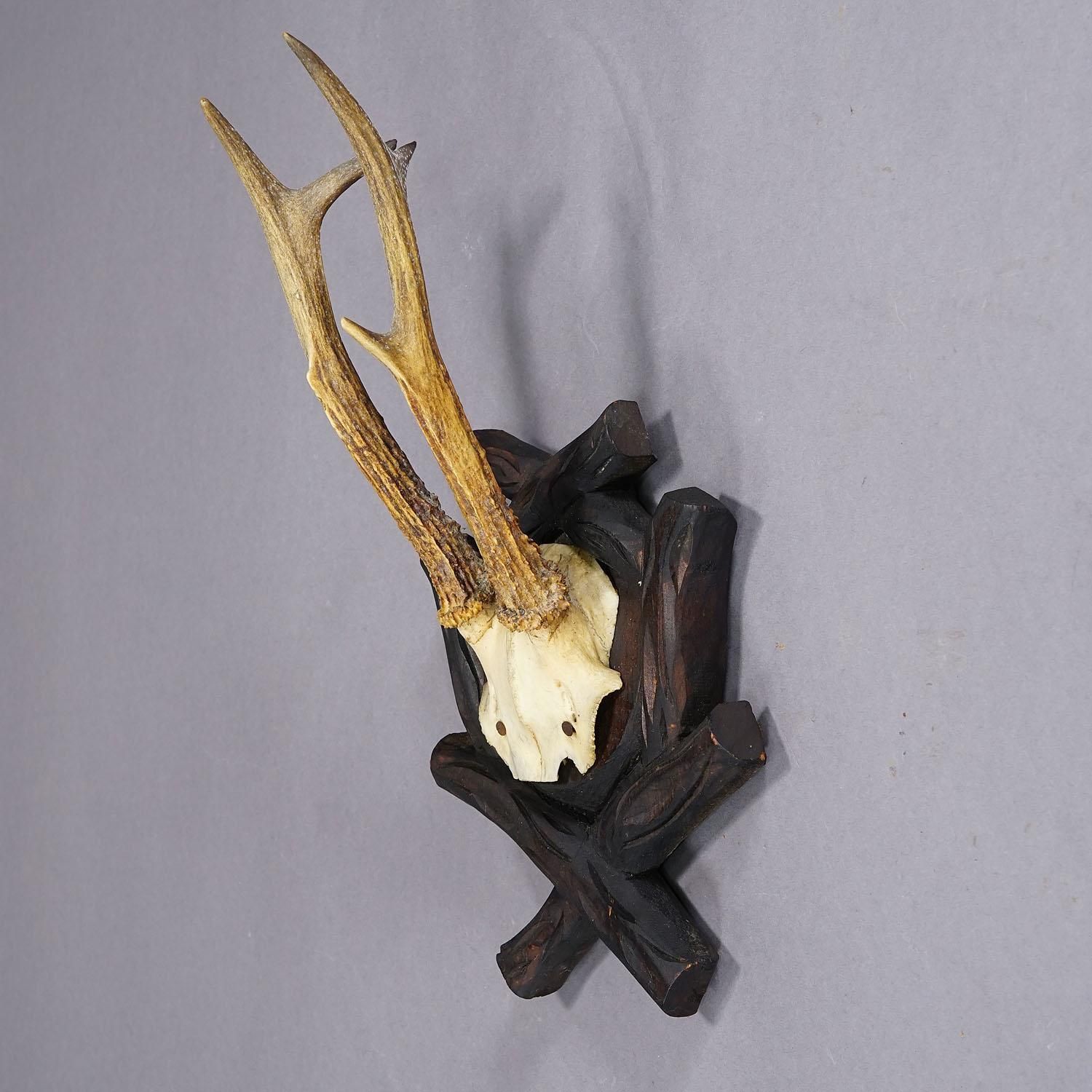 Antique Black Forest Roe Deer Trophy On Carved Plaque, Bavaria 1900s photo for sale