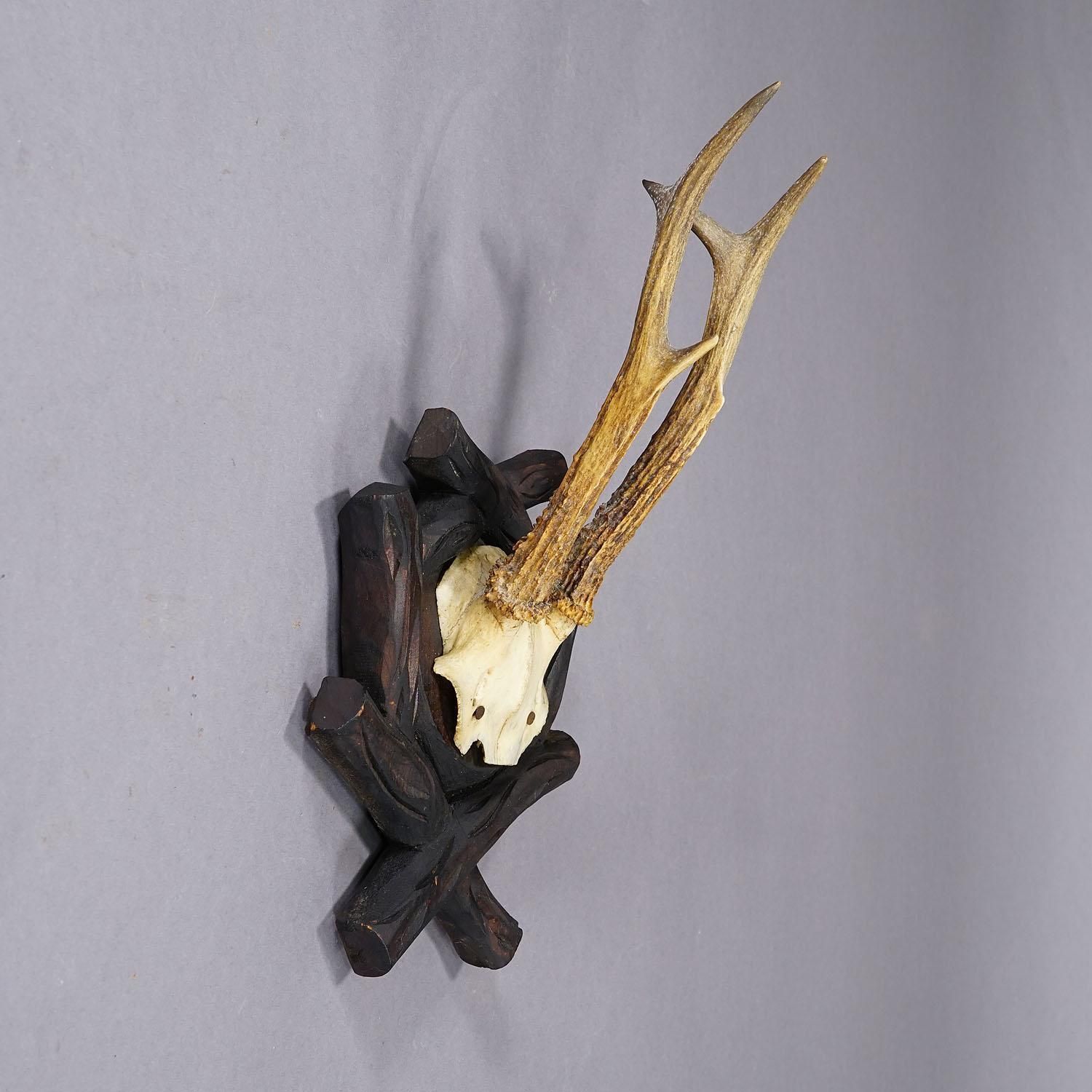 Antique Black Forest Roe Deer Trophy On Carved Plaque, Bavaria 1900s photo Home Decor