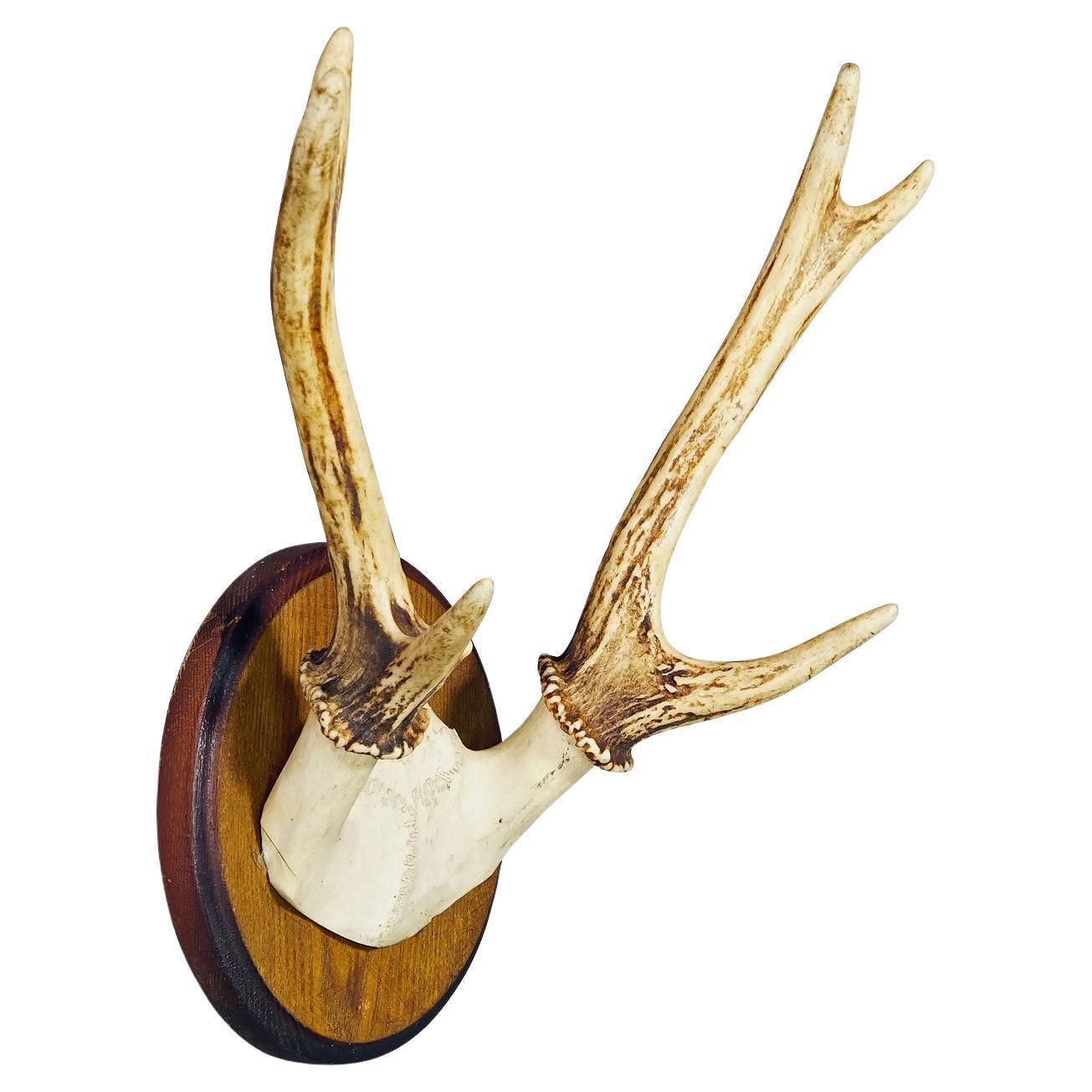 Black Forest Sika Deer Trophy On Wooden Plaque   Germany Ca. 1950s