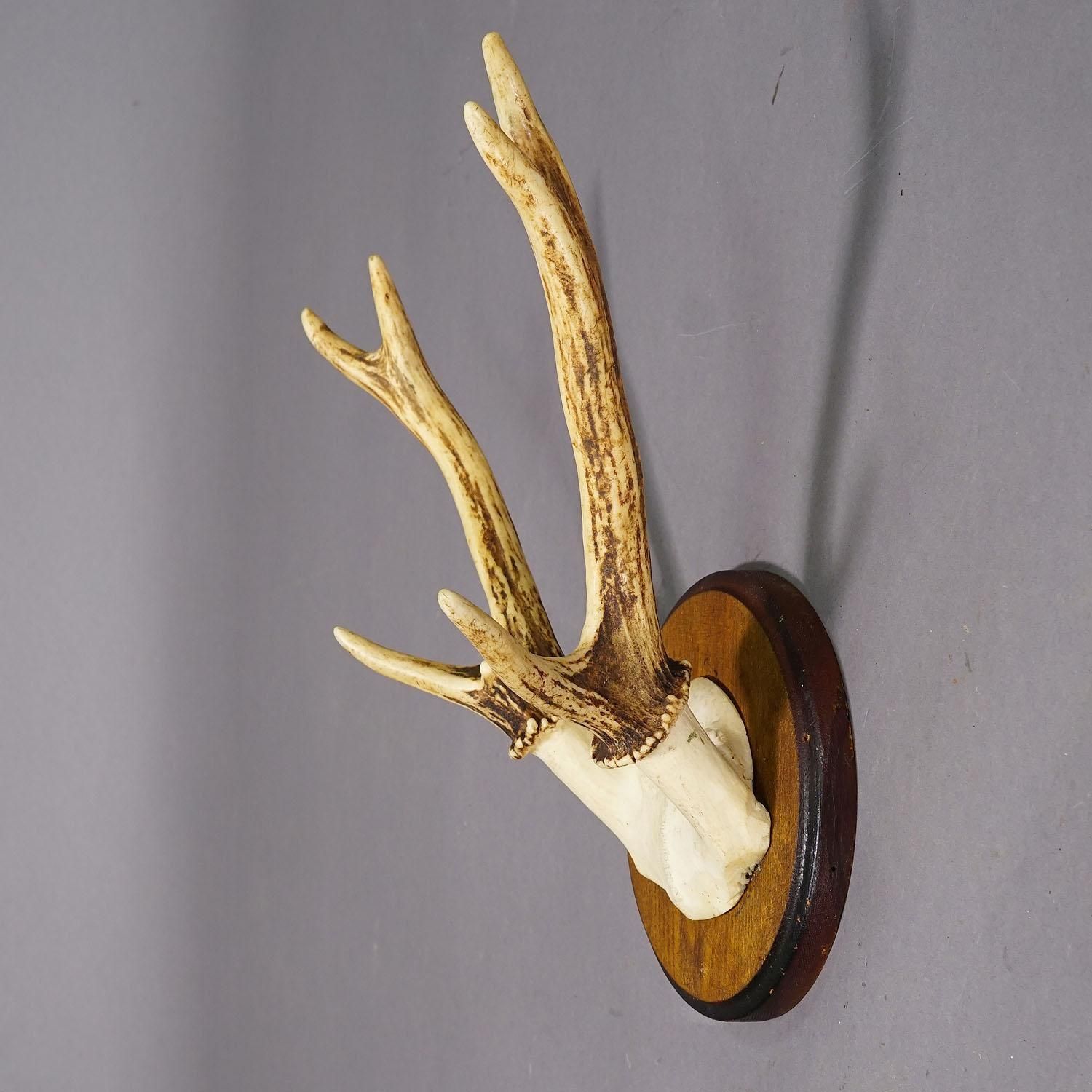 Black Forest Sika Deer Trophy On Wooden Plaque   Germany Ca. 1950s photo for sale