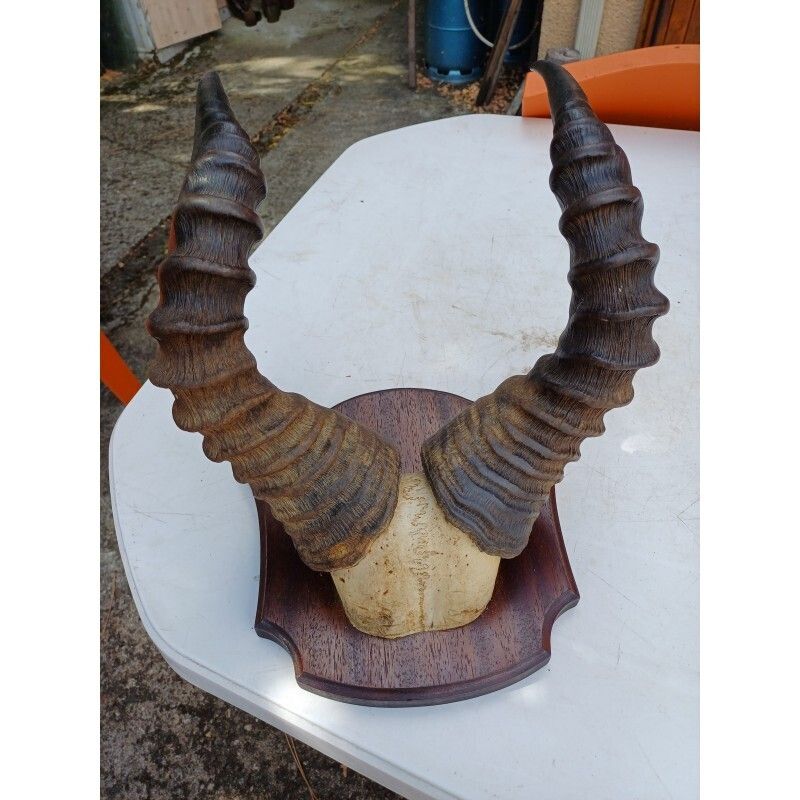 African Gazelle Horn Massacre (Hartebeest)