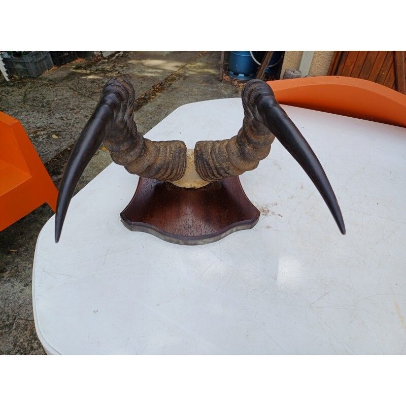 African Gazelle Horn Massacre (Hartebeest) photo for sale