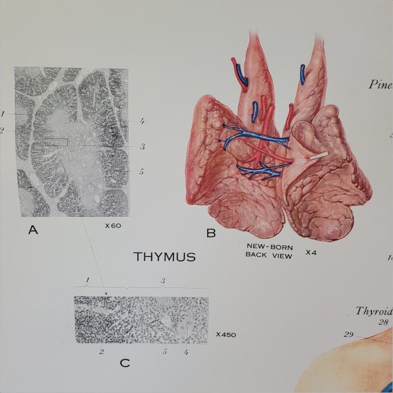 Vintage Endocrine Glands American Frohse Anatomical Chart photo 305.0