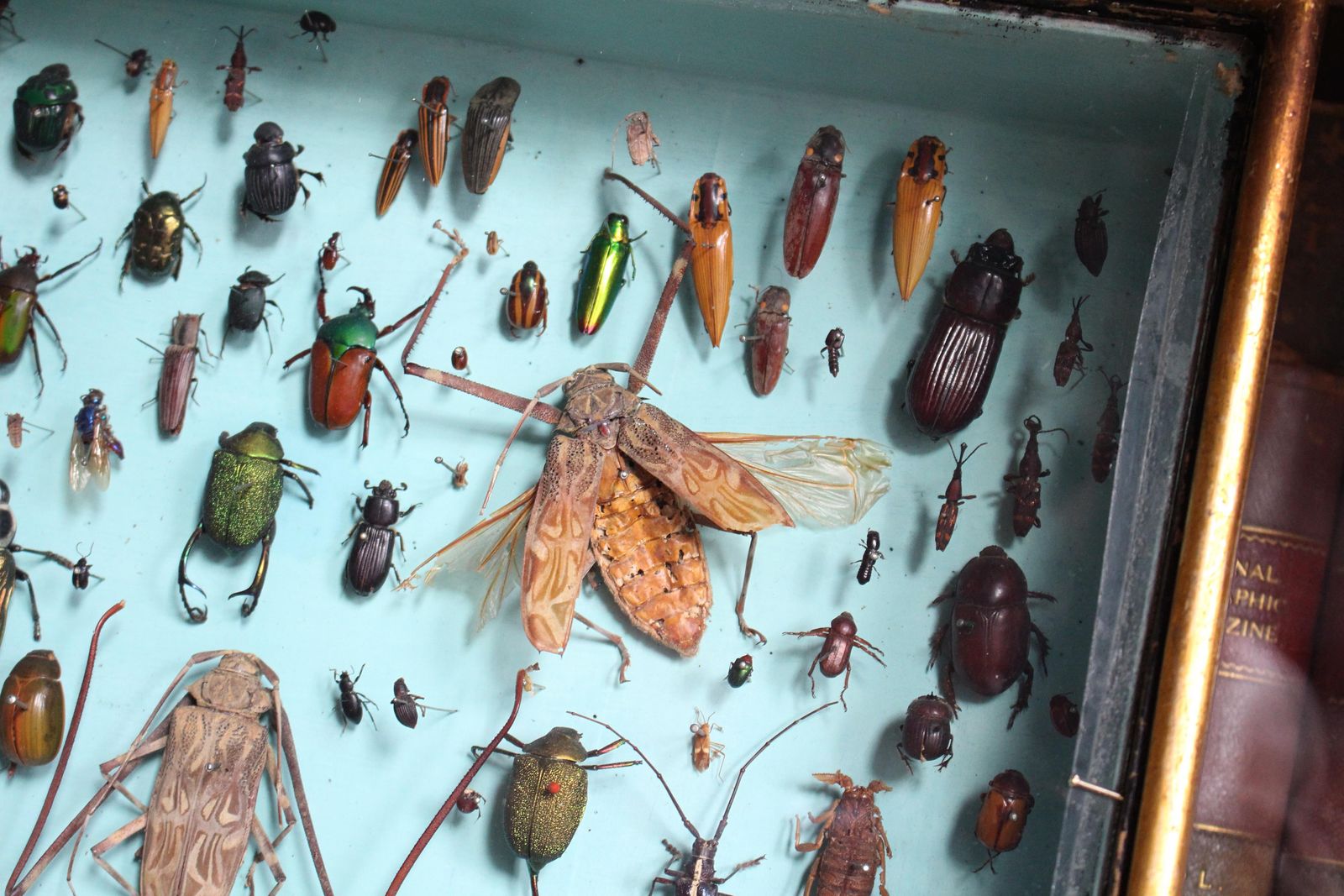 Pair Of Entomology Specimen Display Cases By J T Stockall London Taxidermy Curio photo Furniture