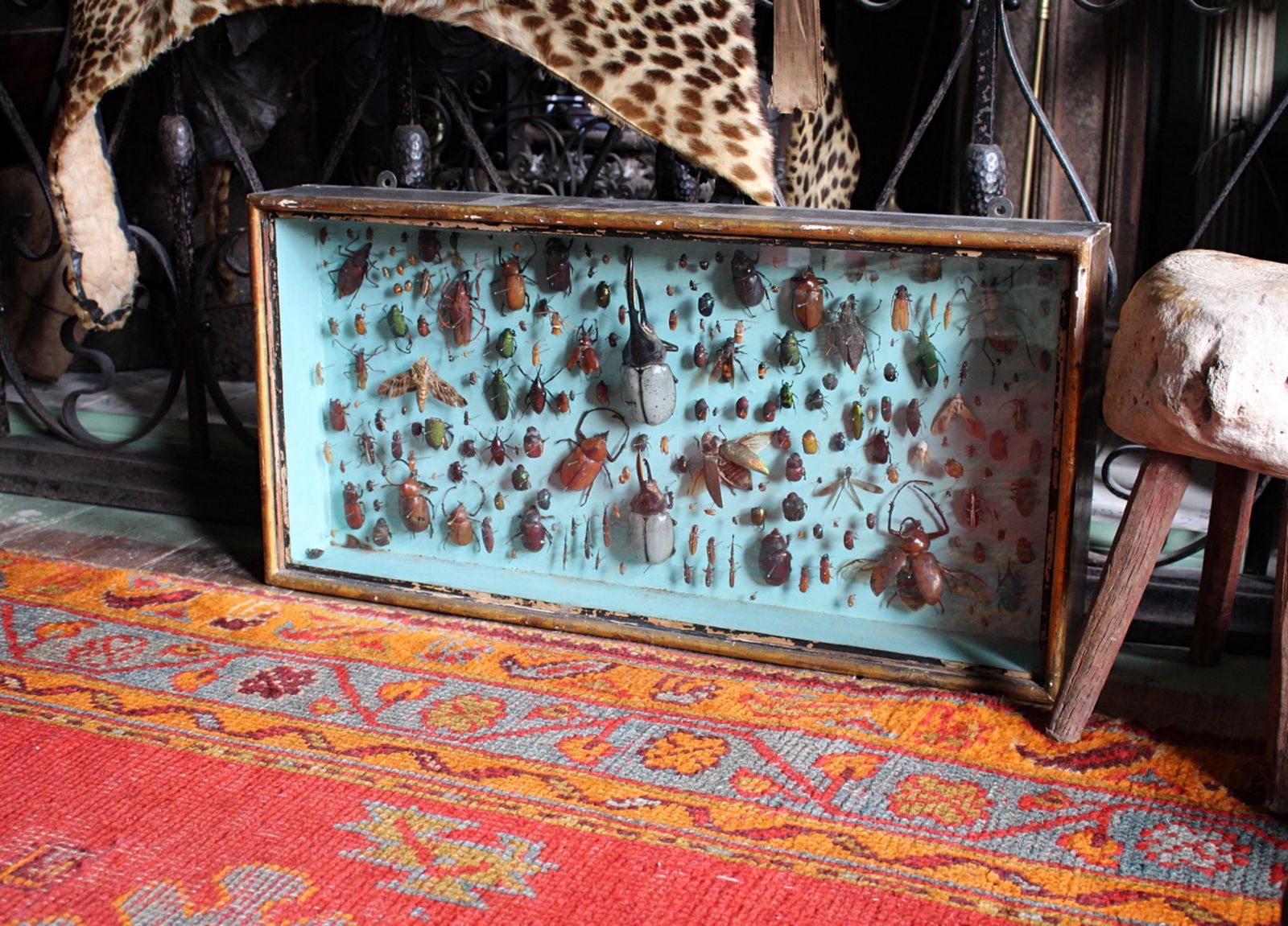 2955.0 Pair Of Entomology Specimen Display Cases By J T Stockall London Taxidermy Curio photo